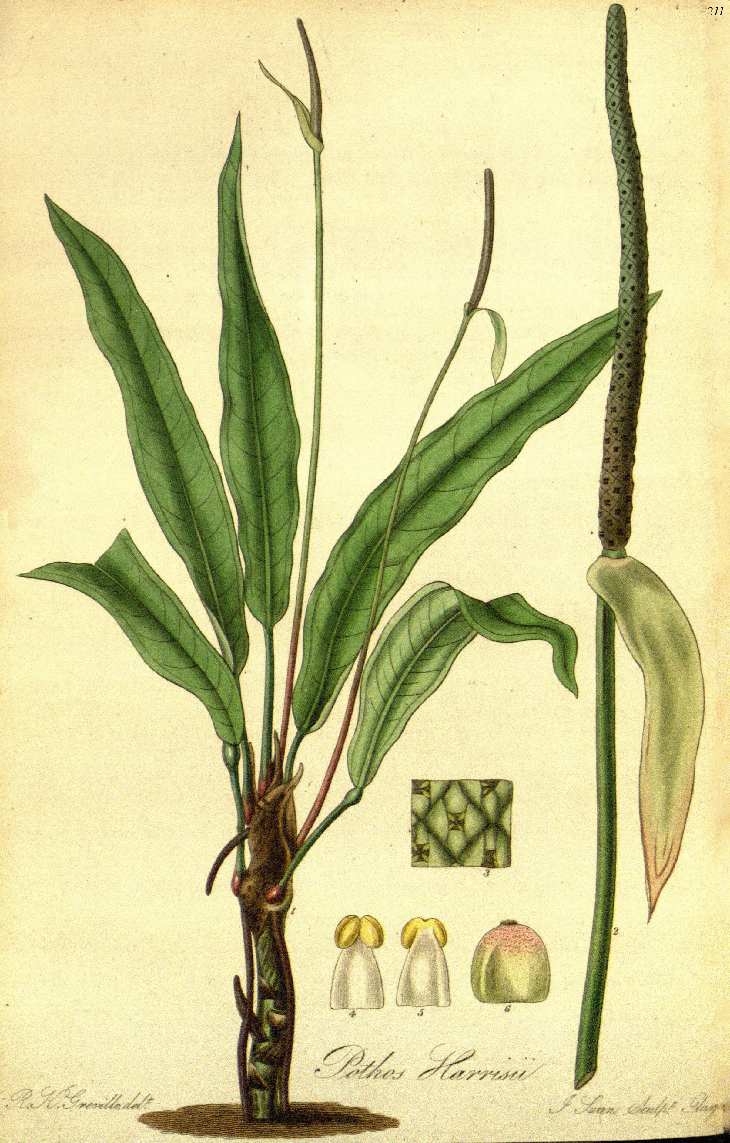 no full size  illustration available (3a)