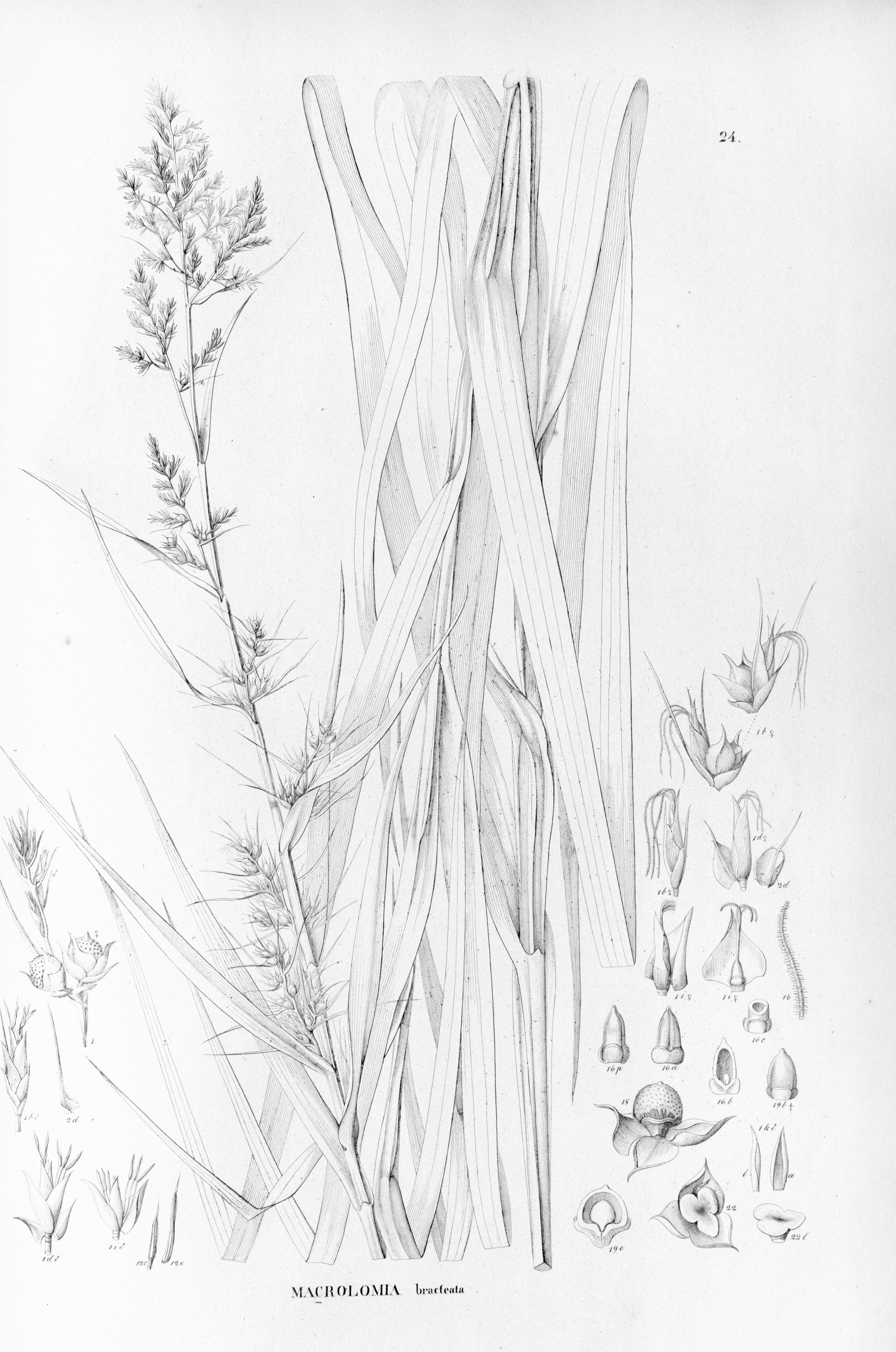 no full size  illustration available (3a)