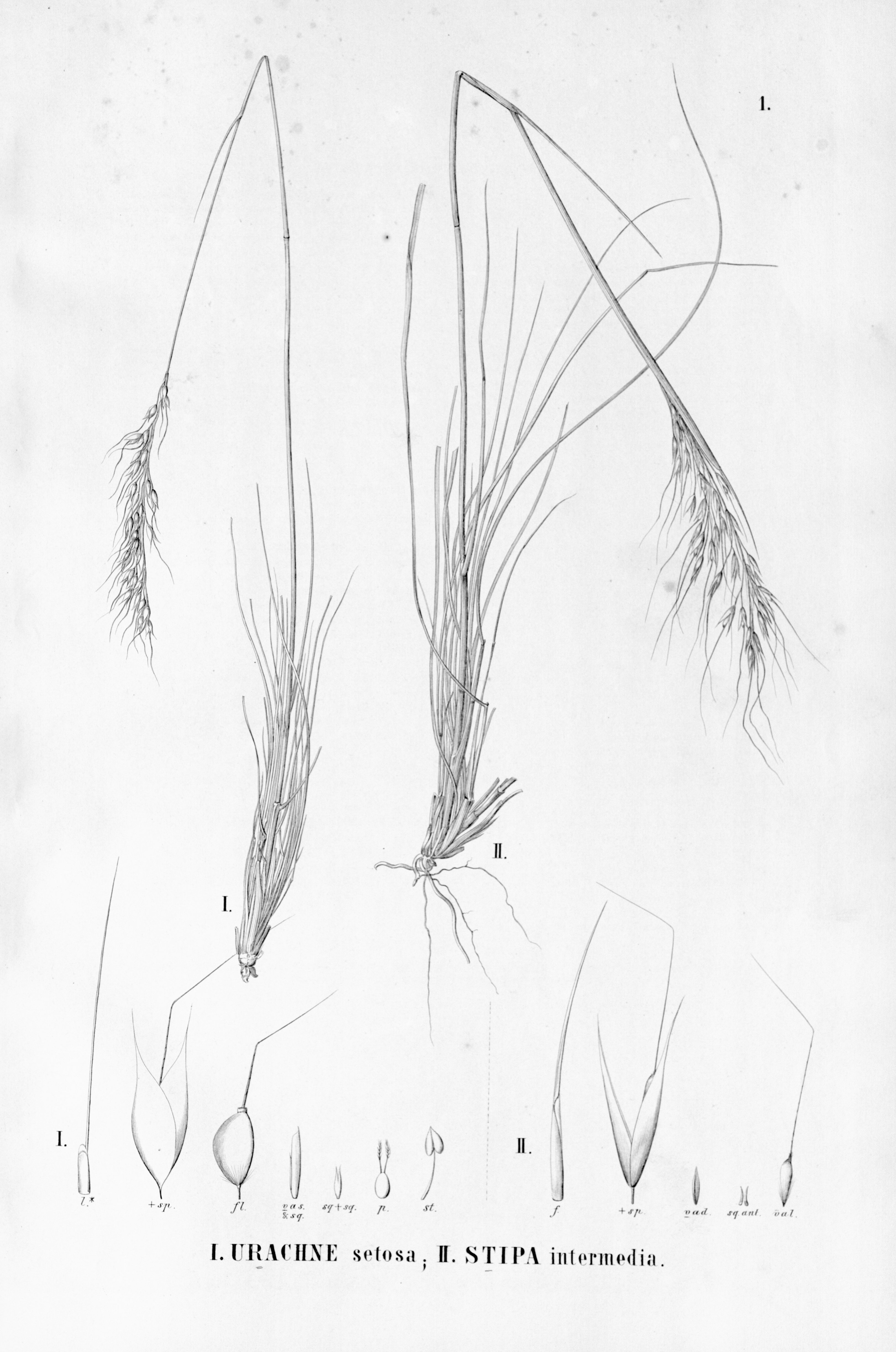 no full size  illustration available (3a)