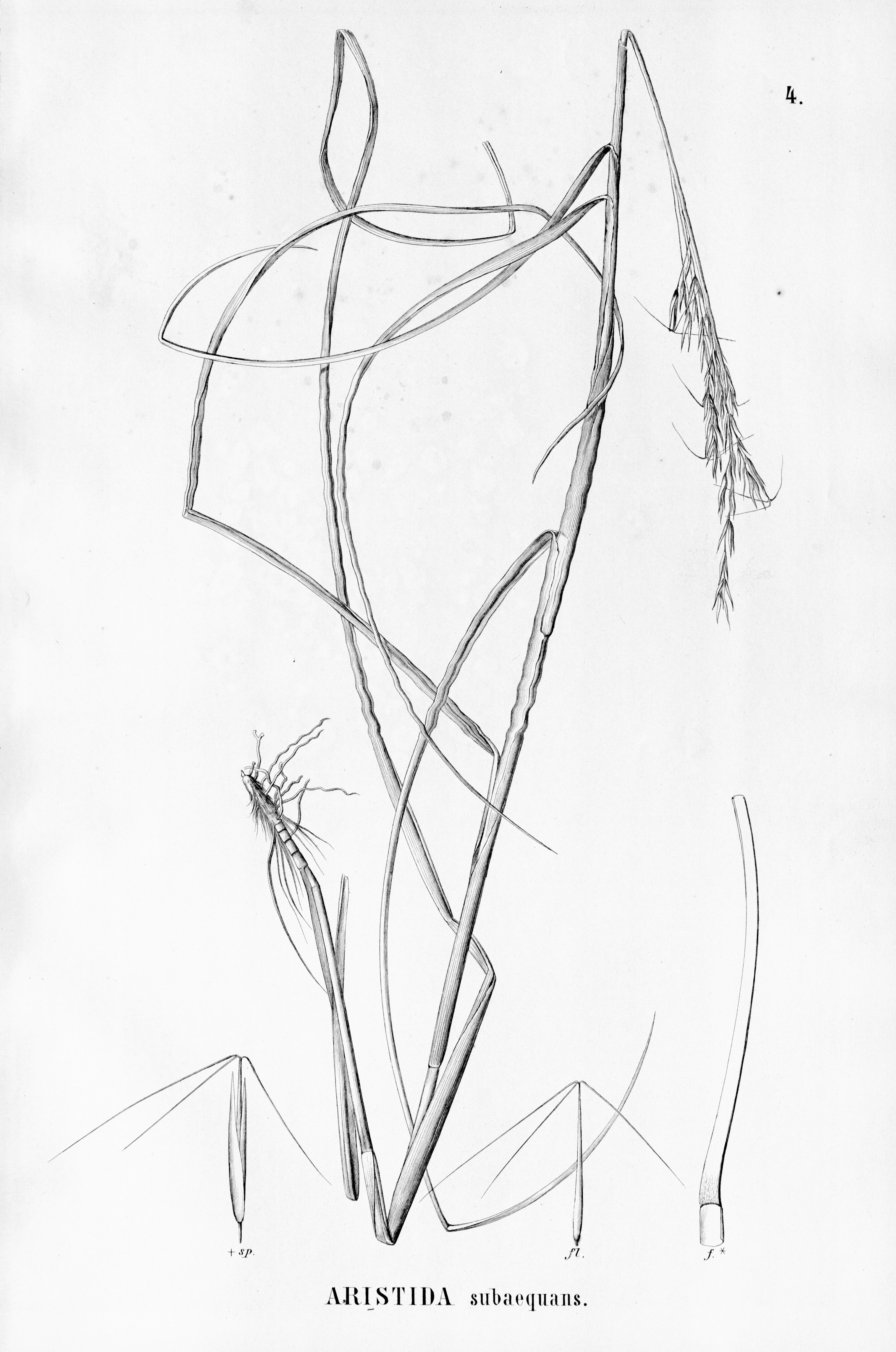 no full size  illustration available (3a)