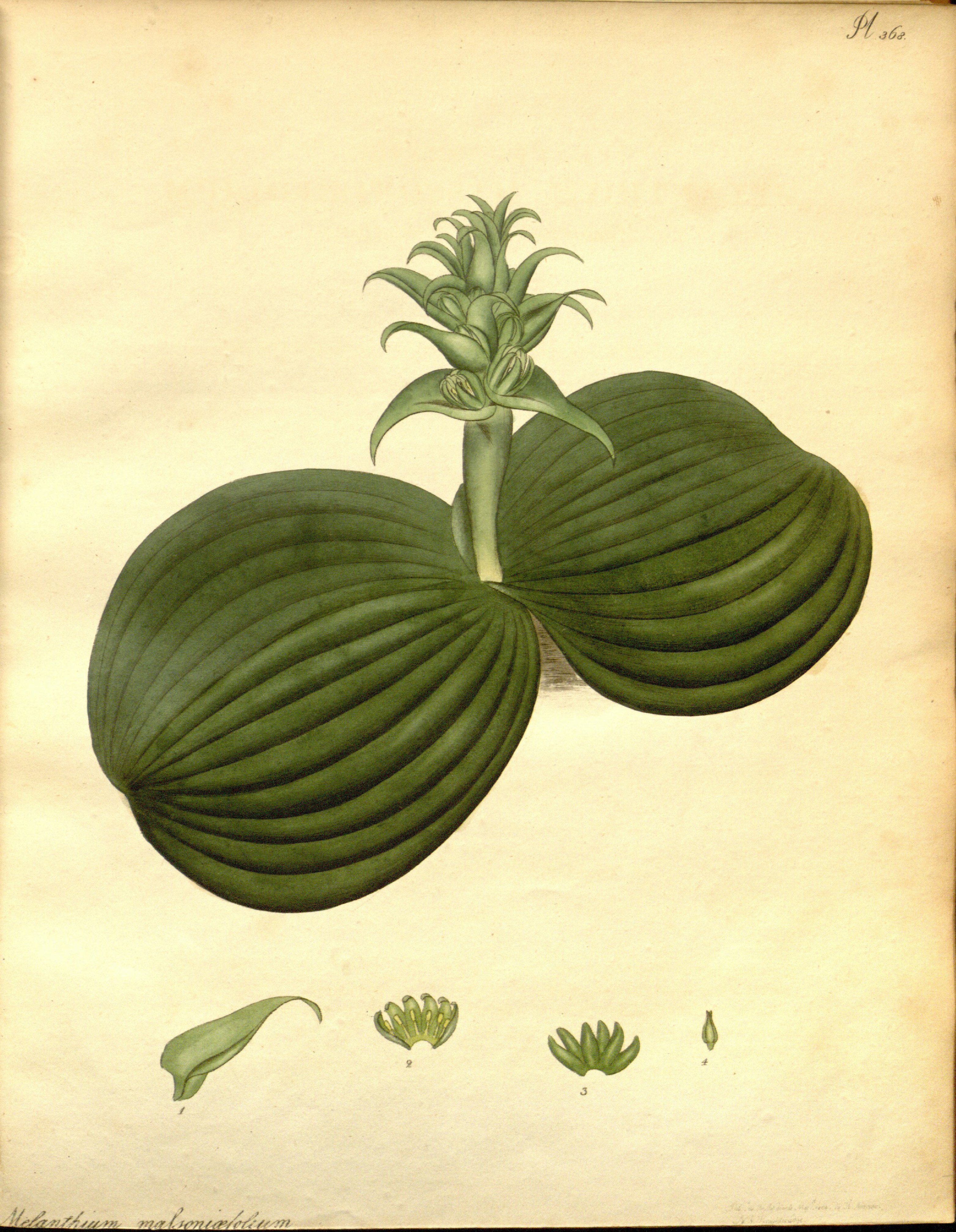 no full size  illustration available (3a)