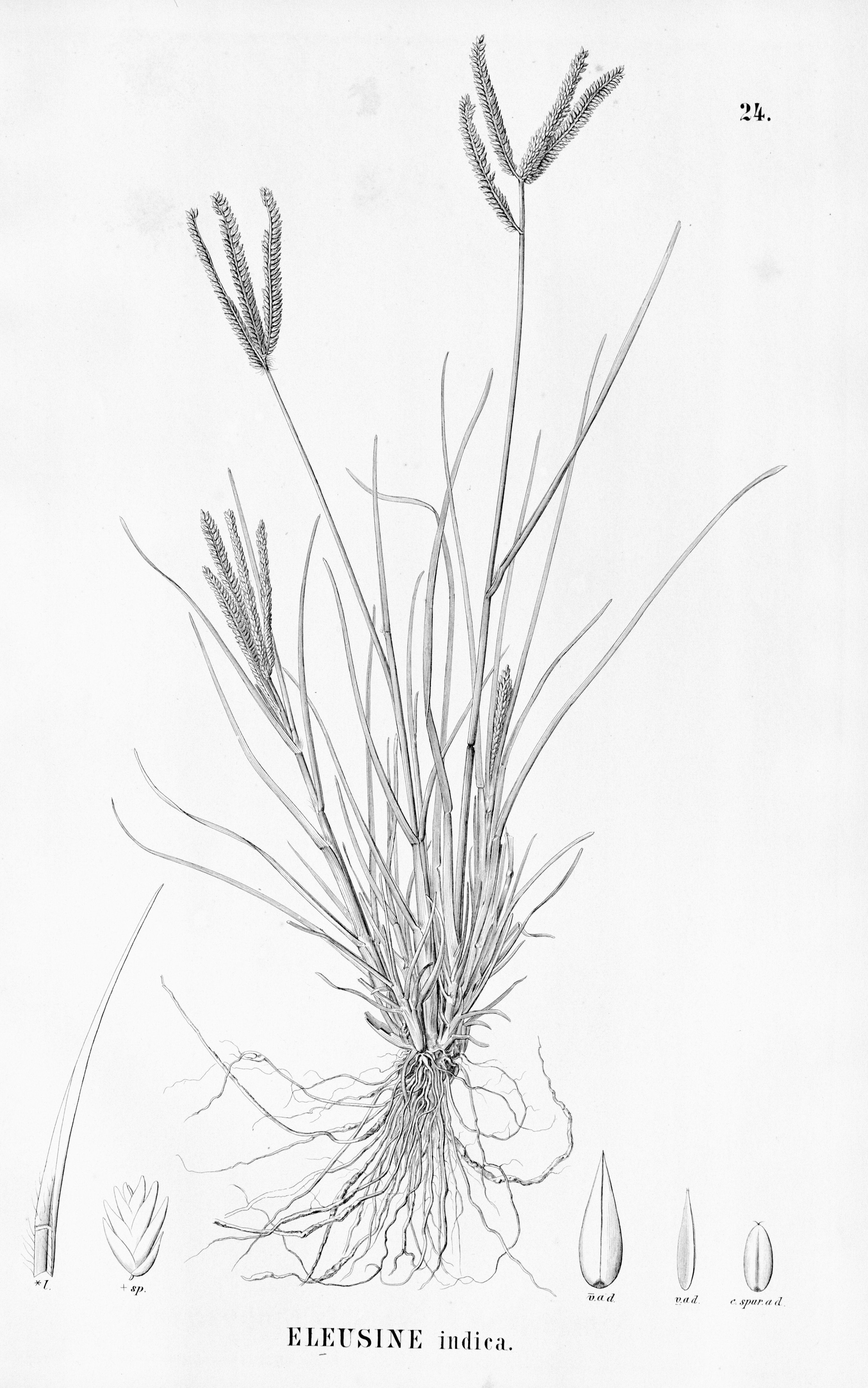 no full size  illustration available (3a)