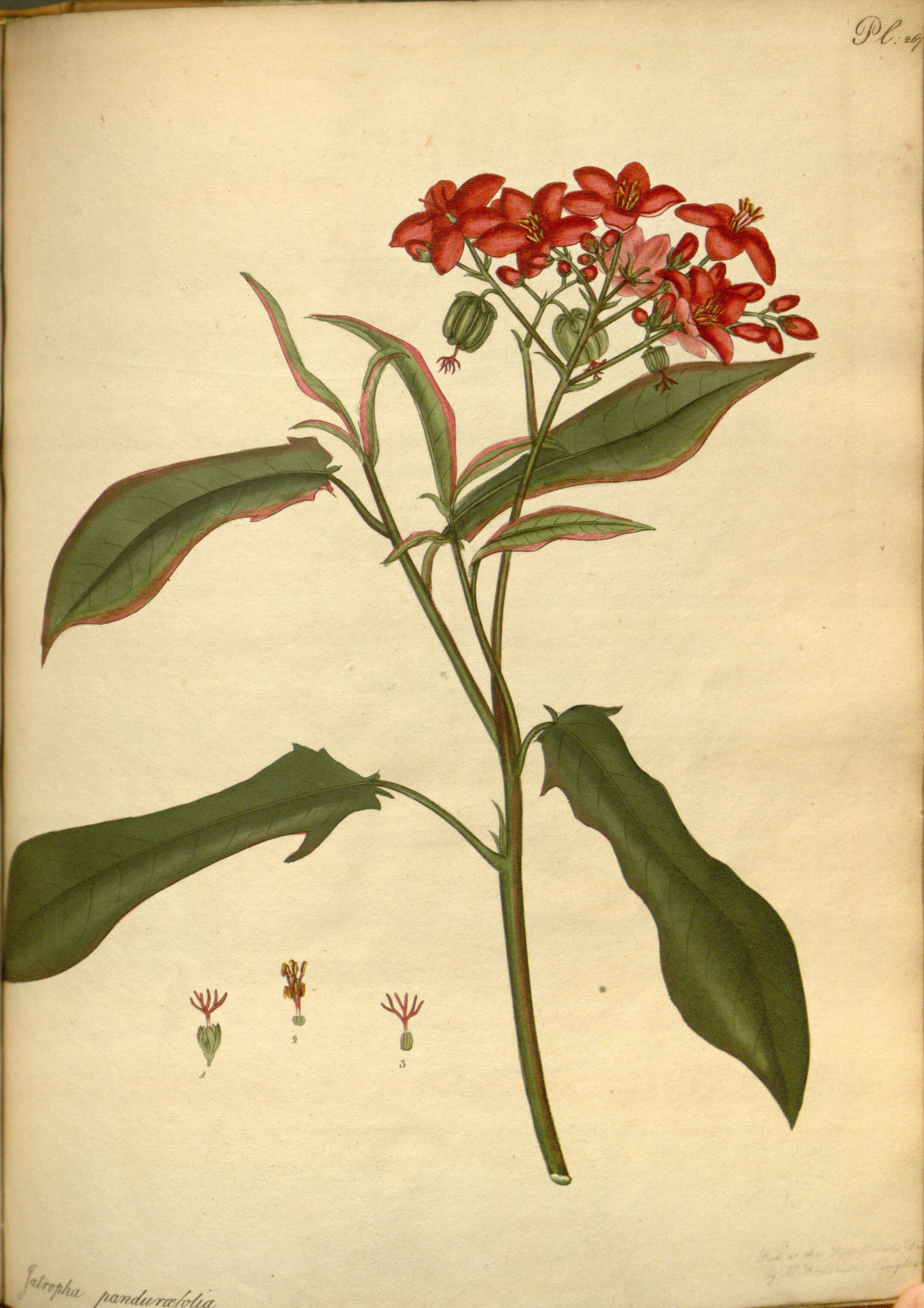 no full size  illustration available (3a)