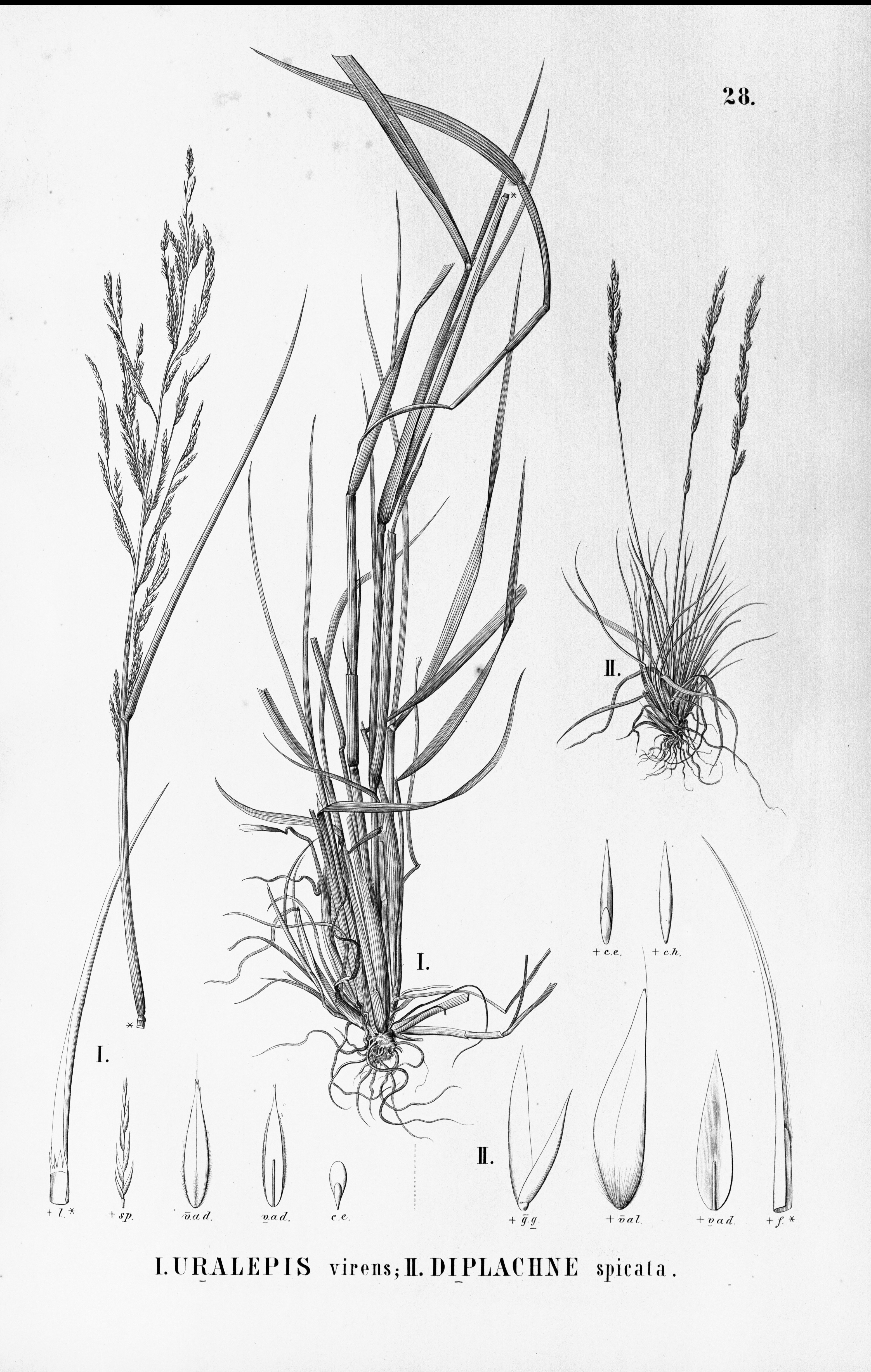 no full size  illustration available (3a)