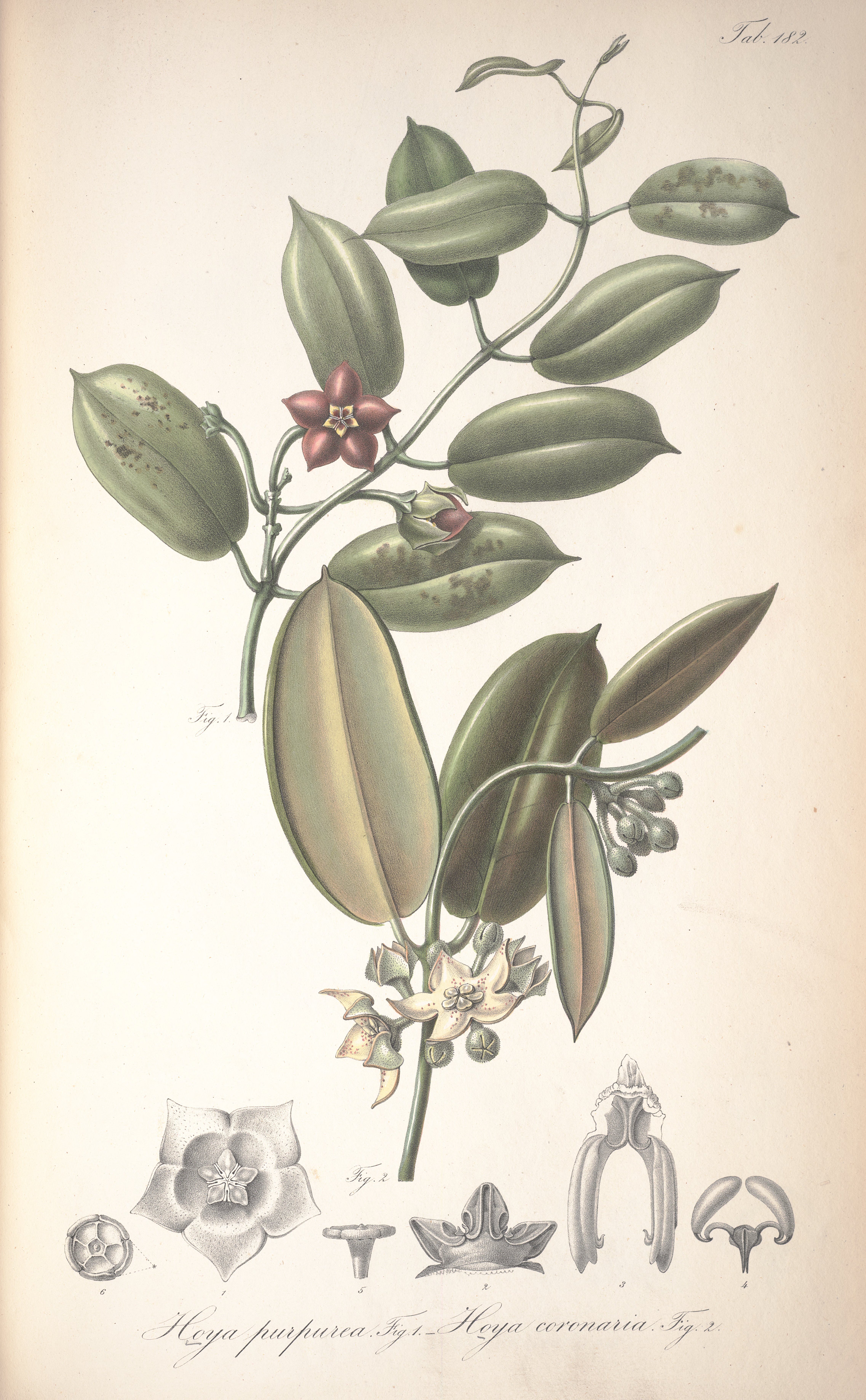 no full size  illustration available (3a)