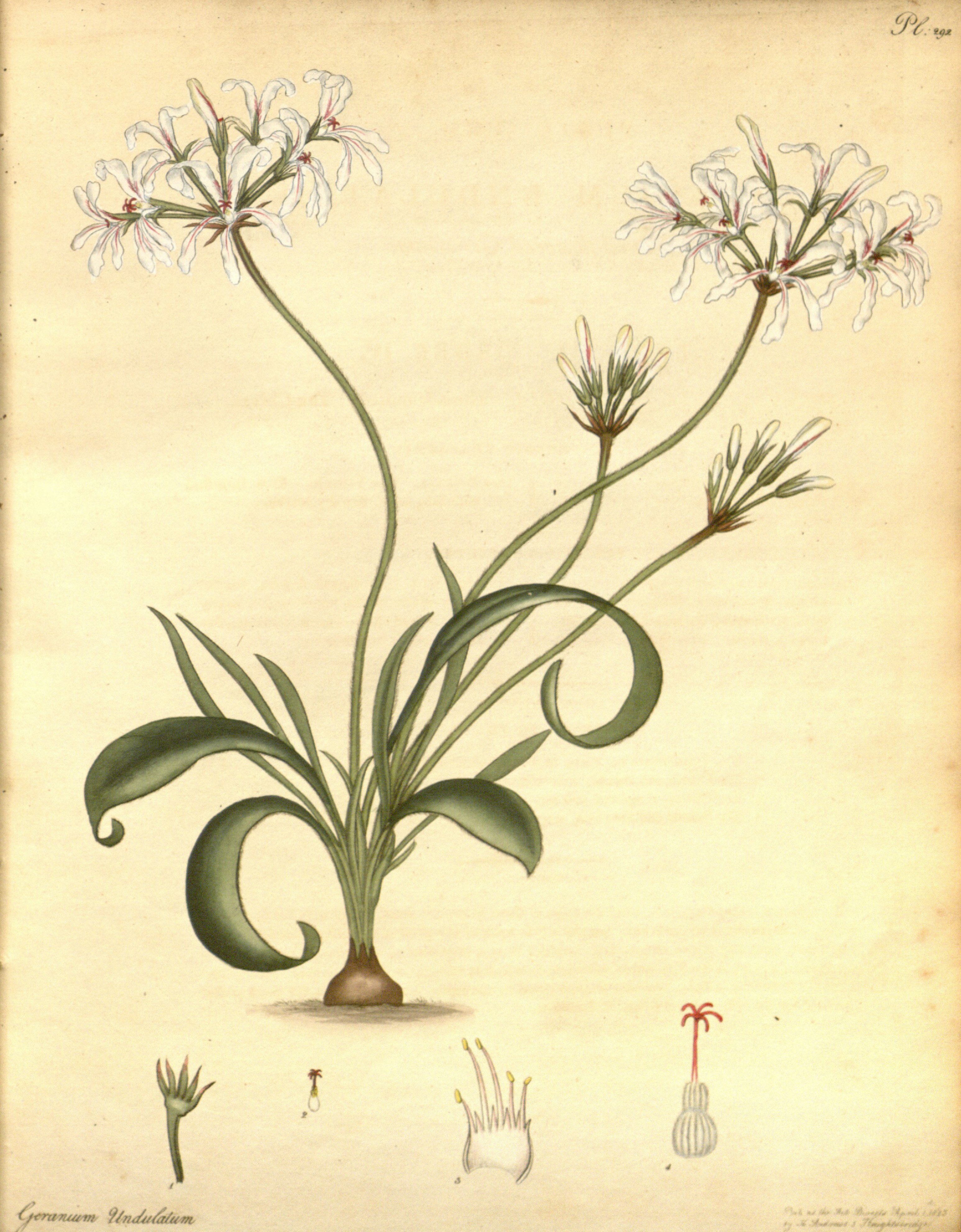 no full size  illustration available (3a)