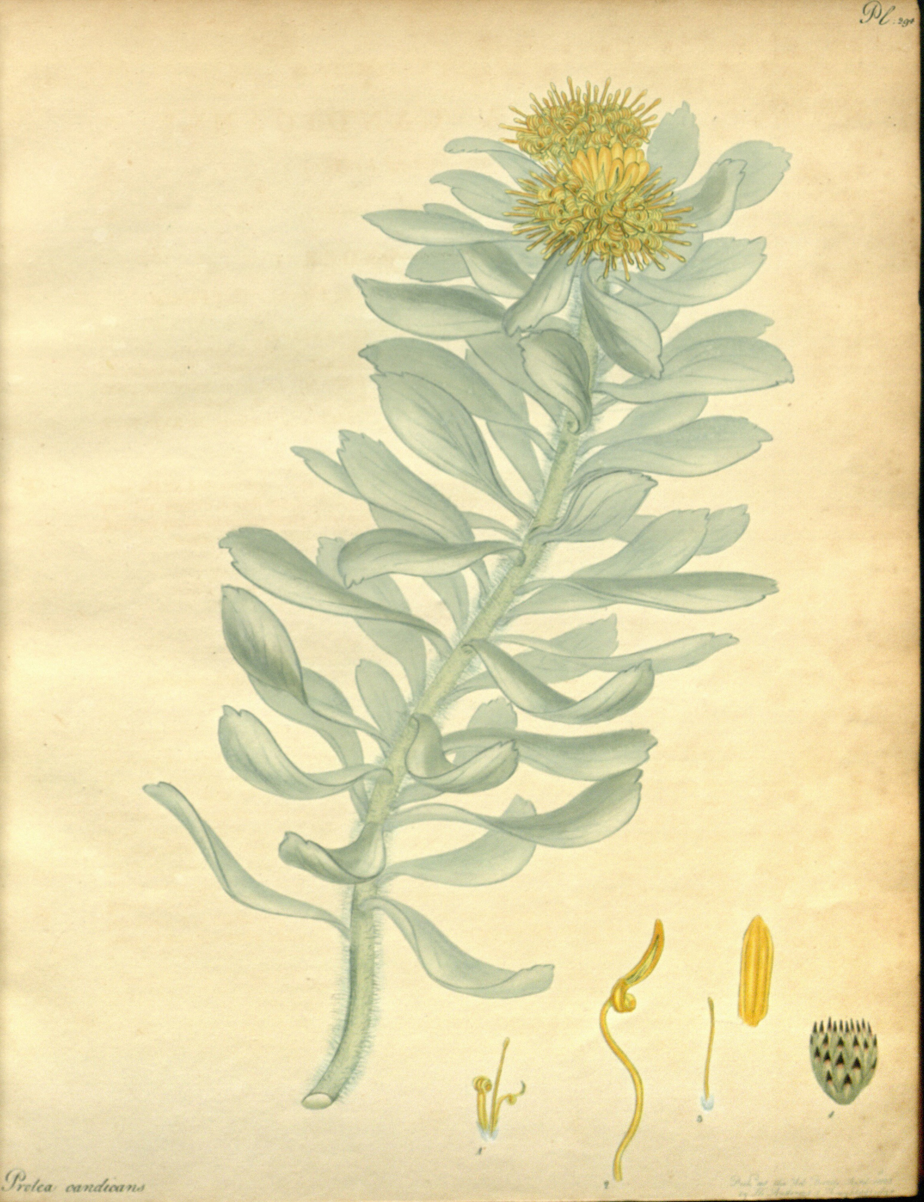 no full size  illustration available (3a)