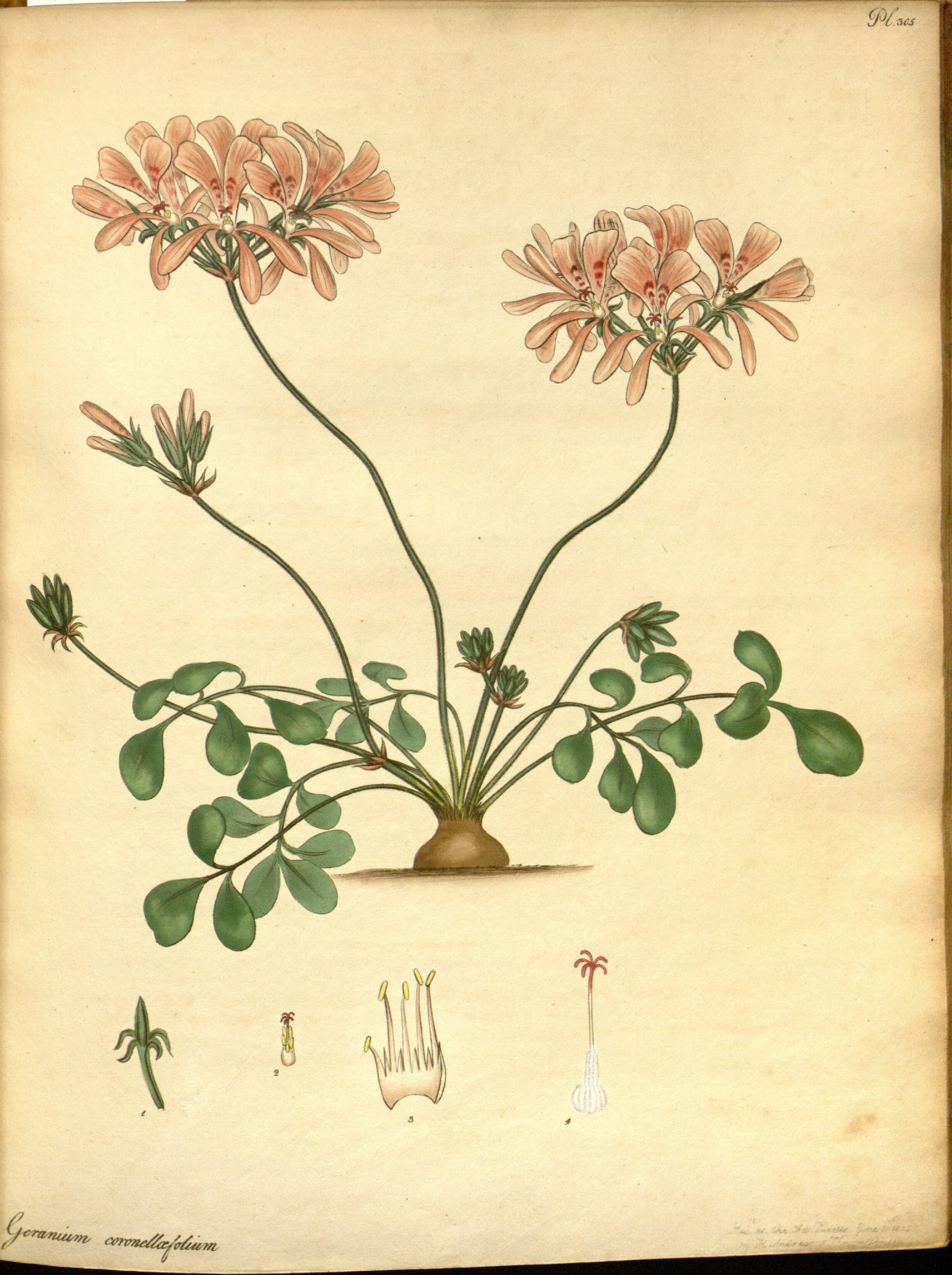 no full size  illustration available (3a)