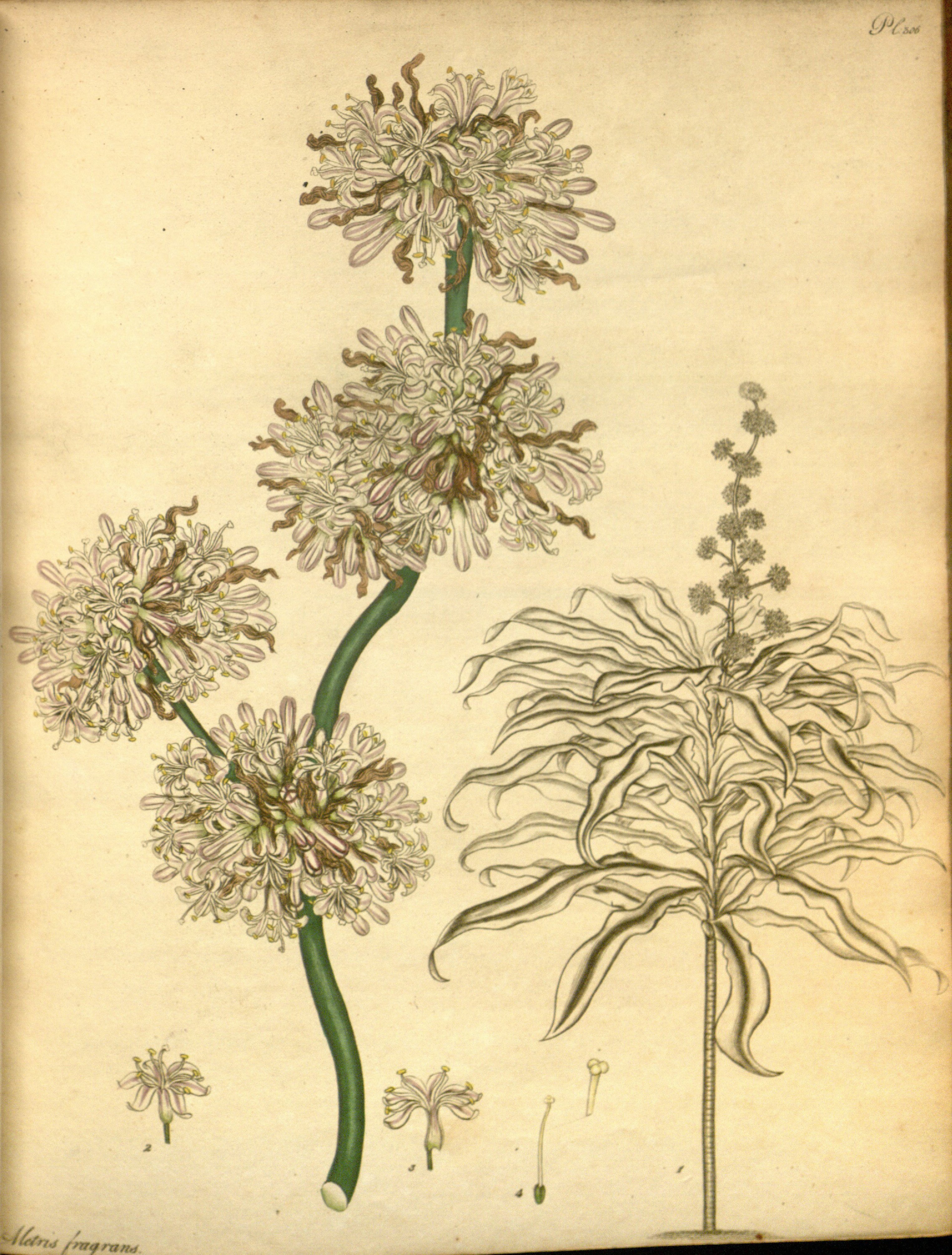 no full size  illustration available (3a)