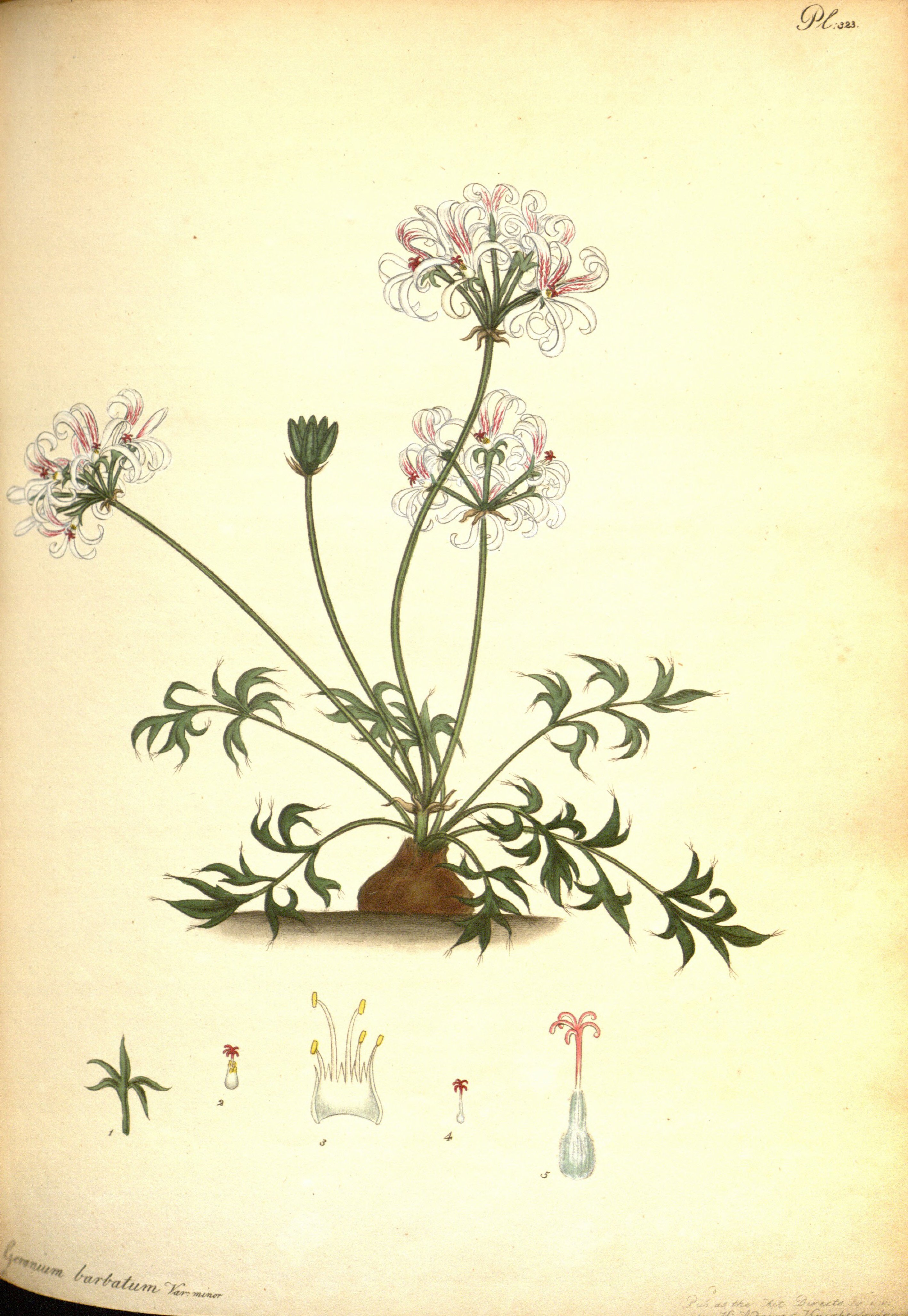 no full size  illustration available (3a)