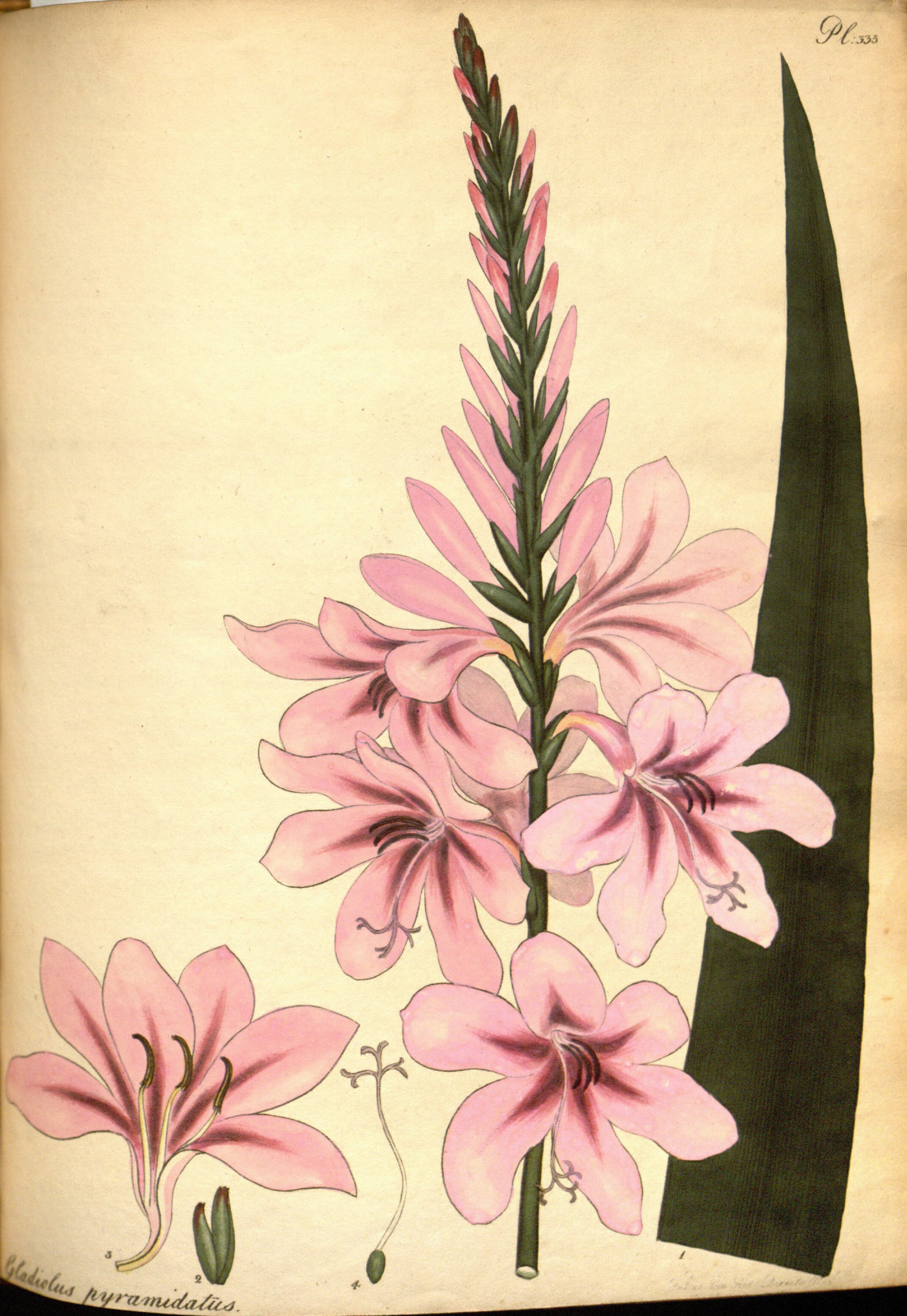 no full size  illustration available (3a)