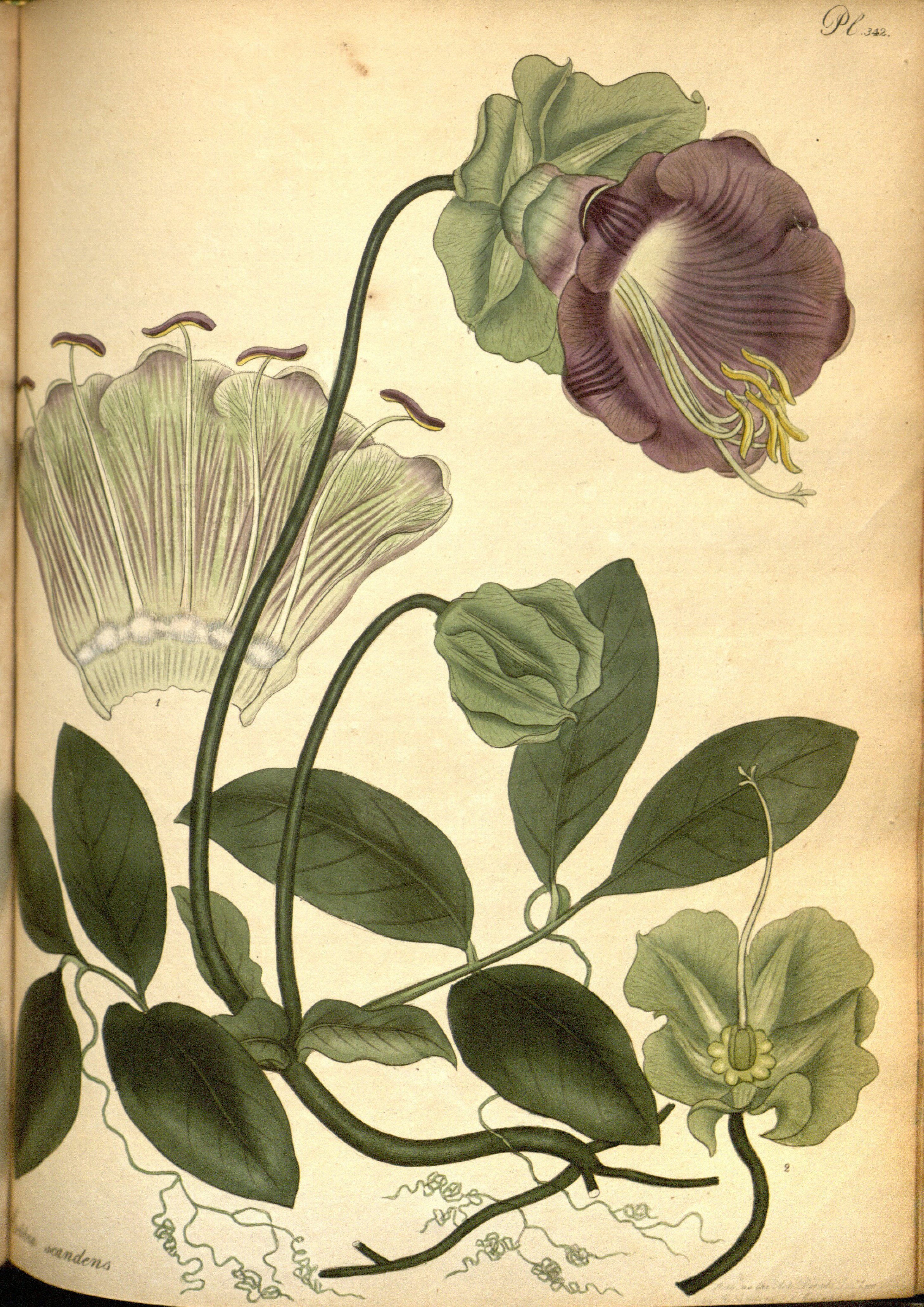 no full size  illustration available (3a)