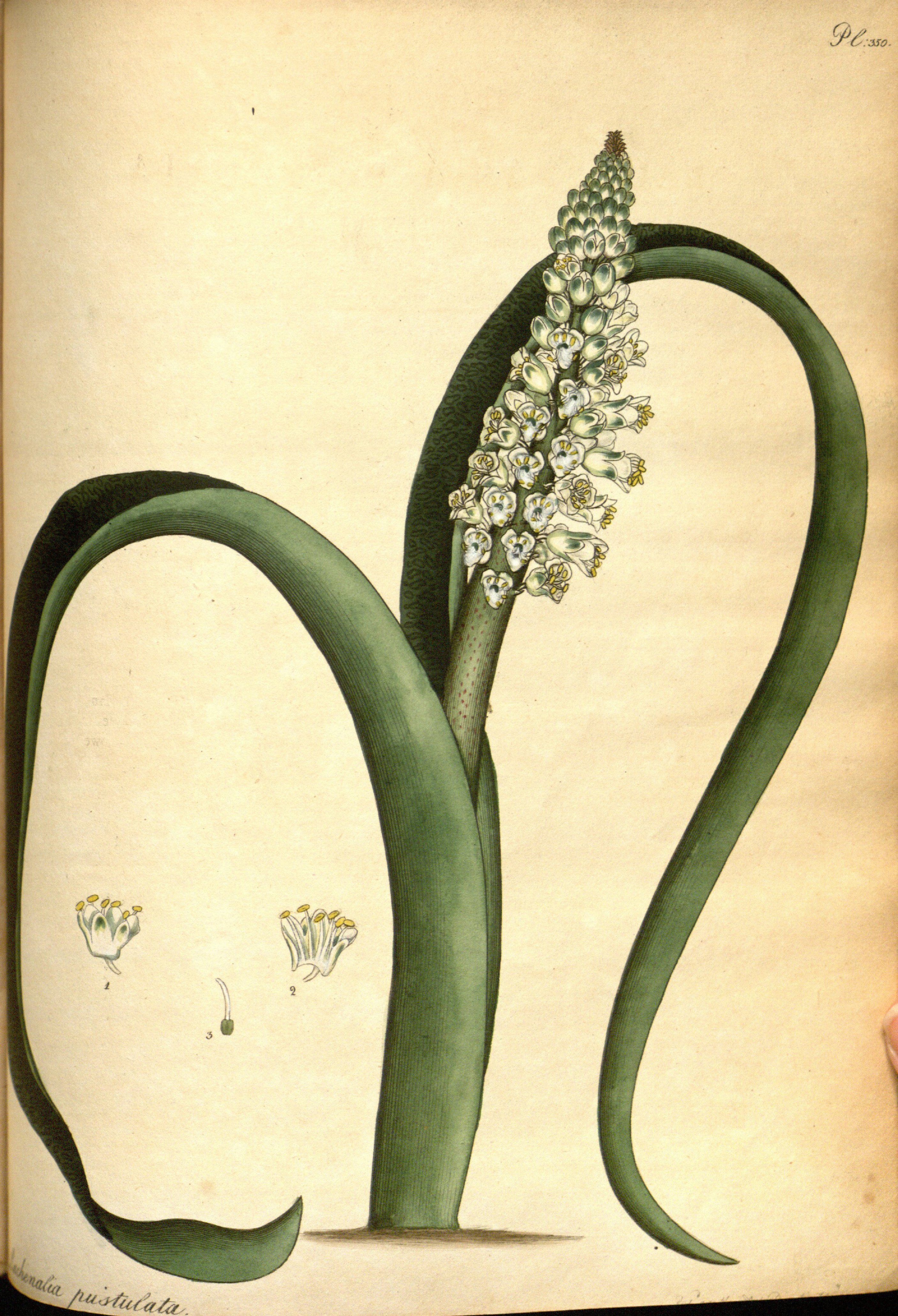 no full size  illustration available (3a)