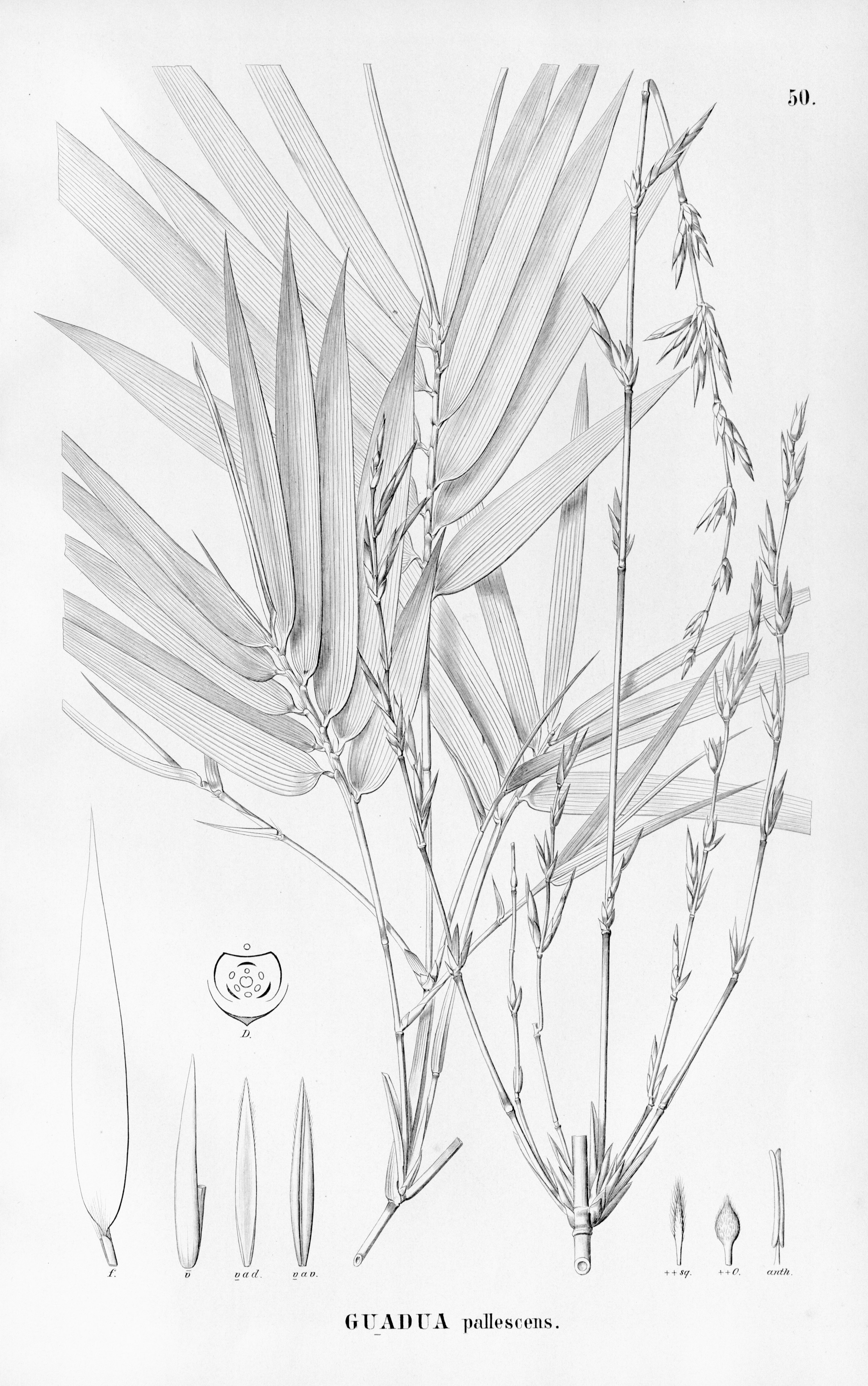 no full size  illustration available (3a)