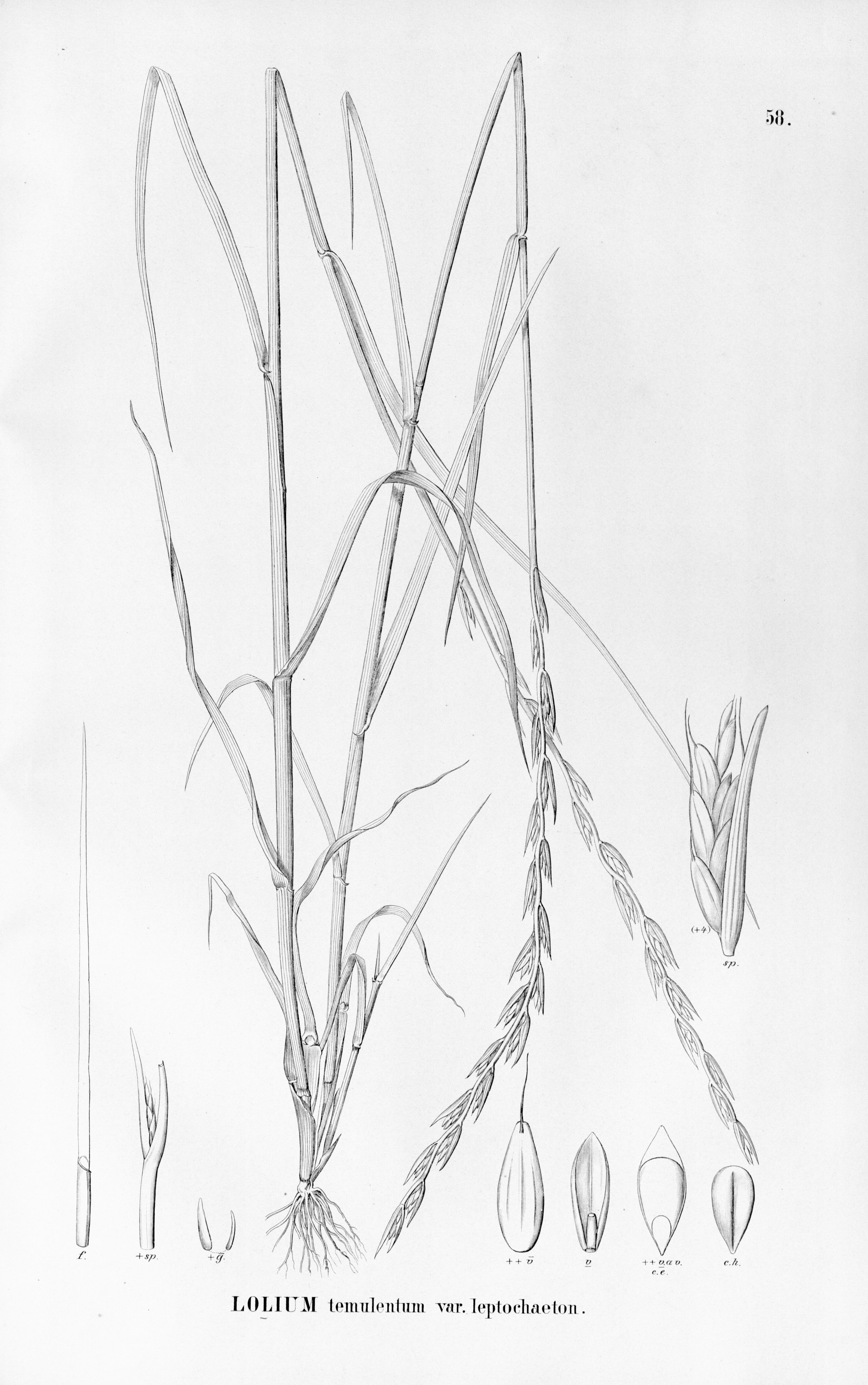 no full size  illustration available (3a)