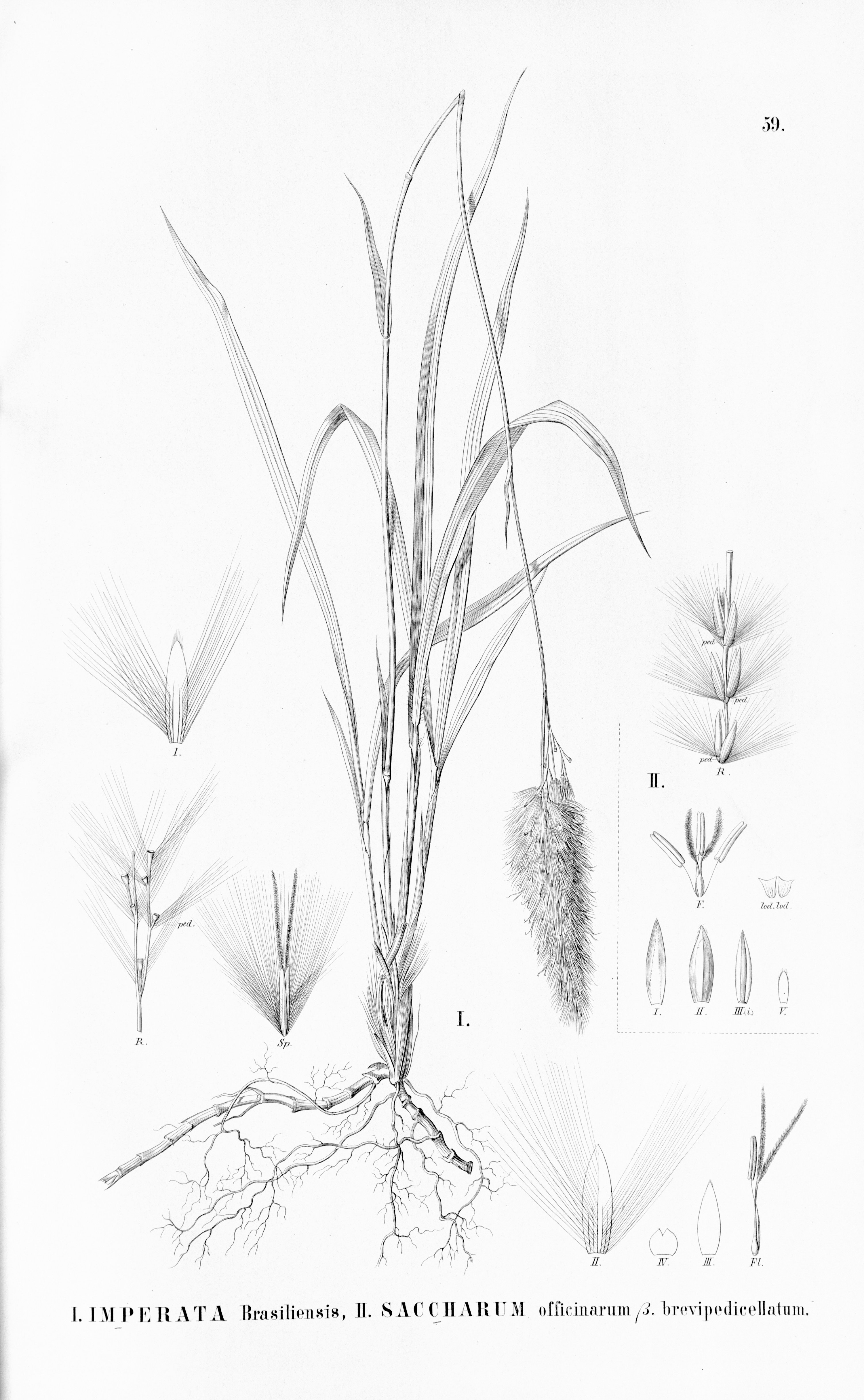 no full size  illustration available (3a)