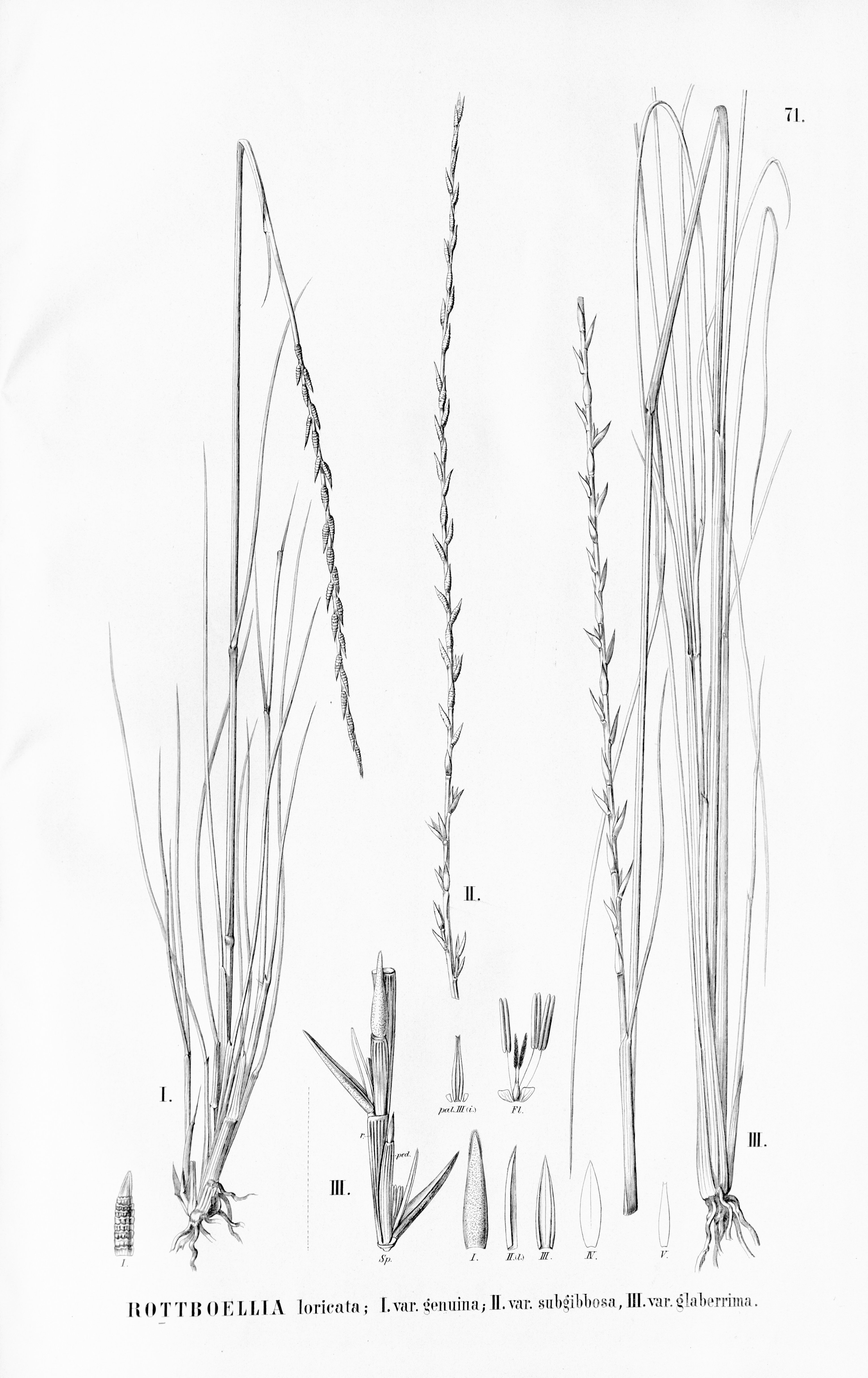 no full size  illustration available (3a)