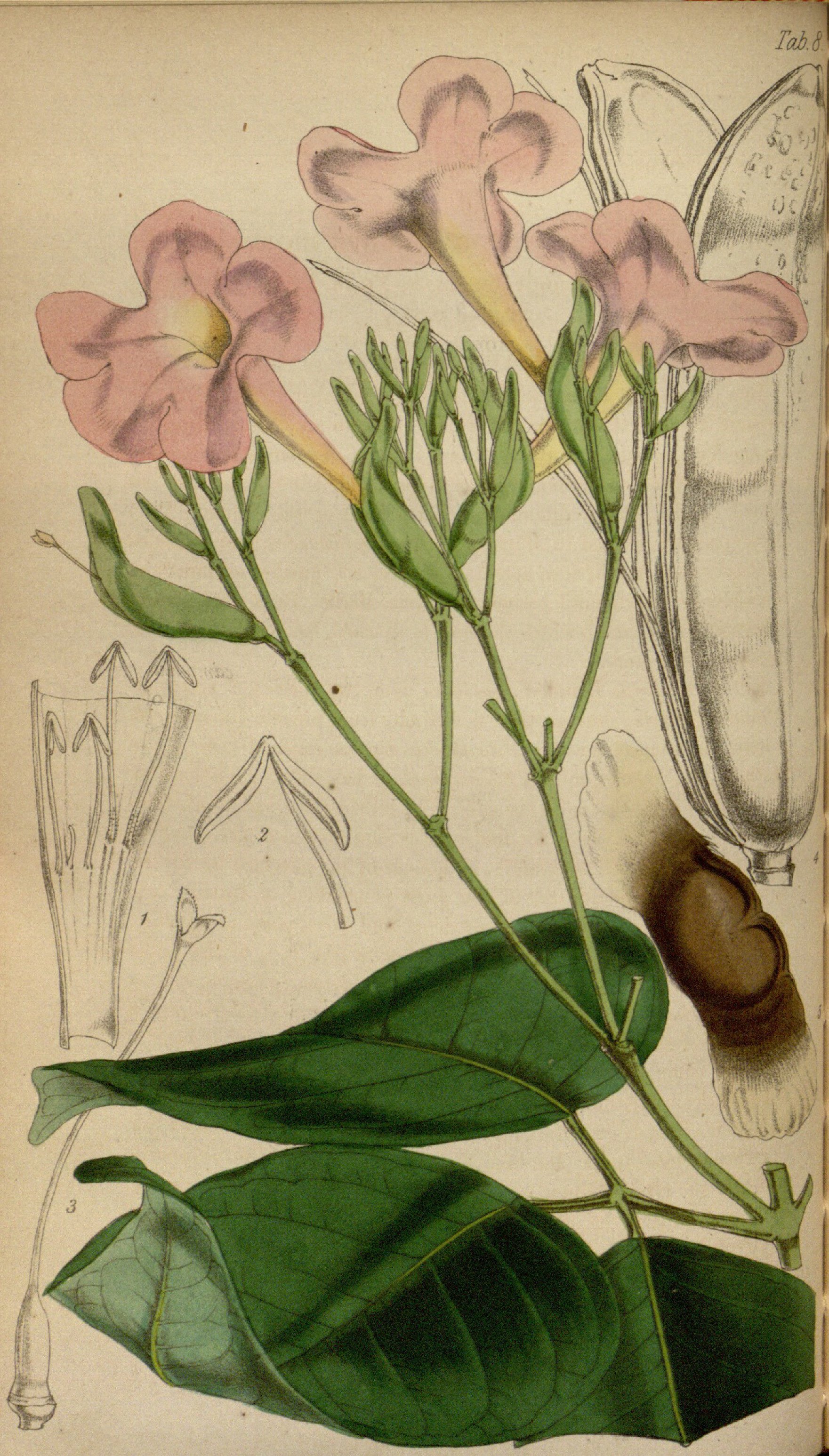 no full size  illustration available (3a)