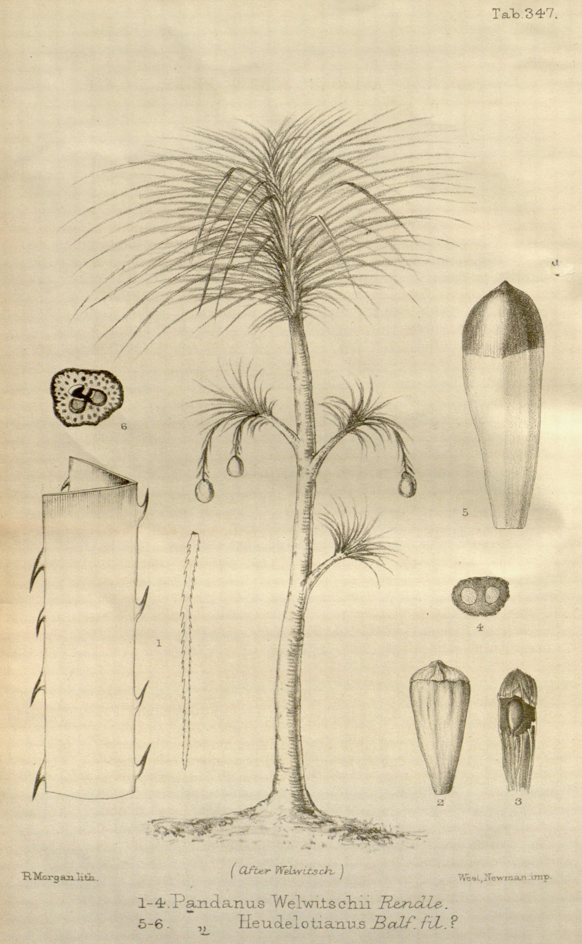 no full size  illustration available (3a)