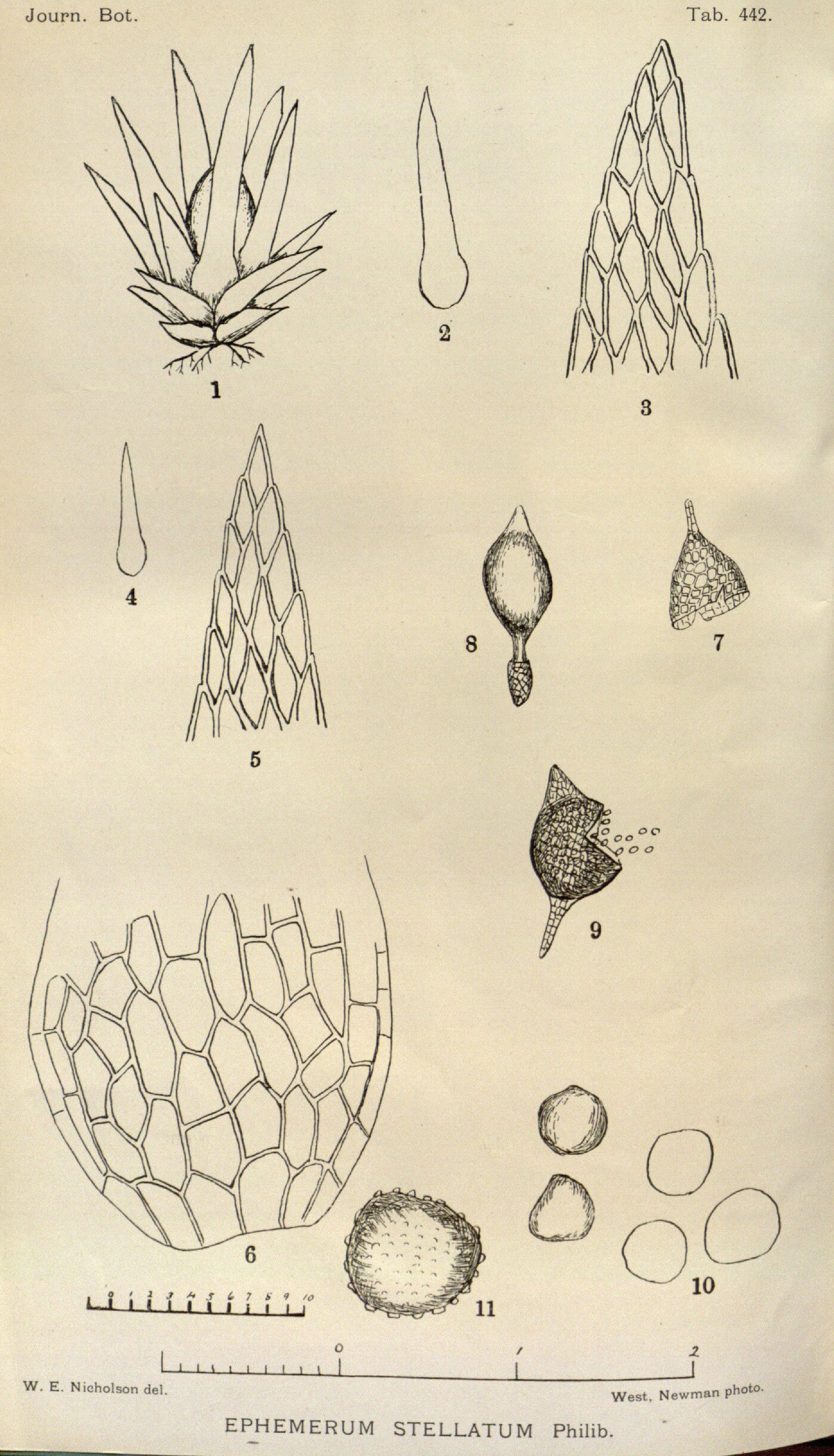 no full size  illustration available (3a)