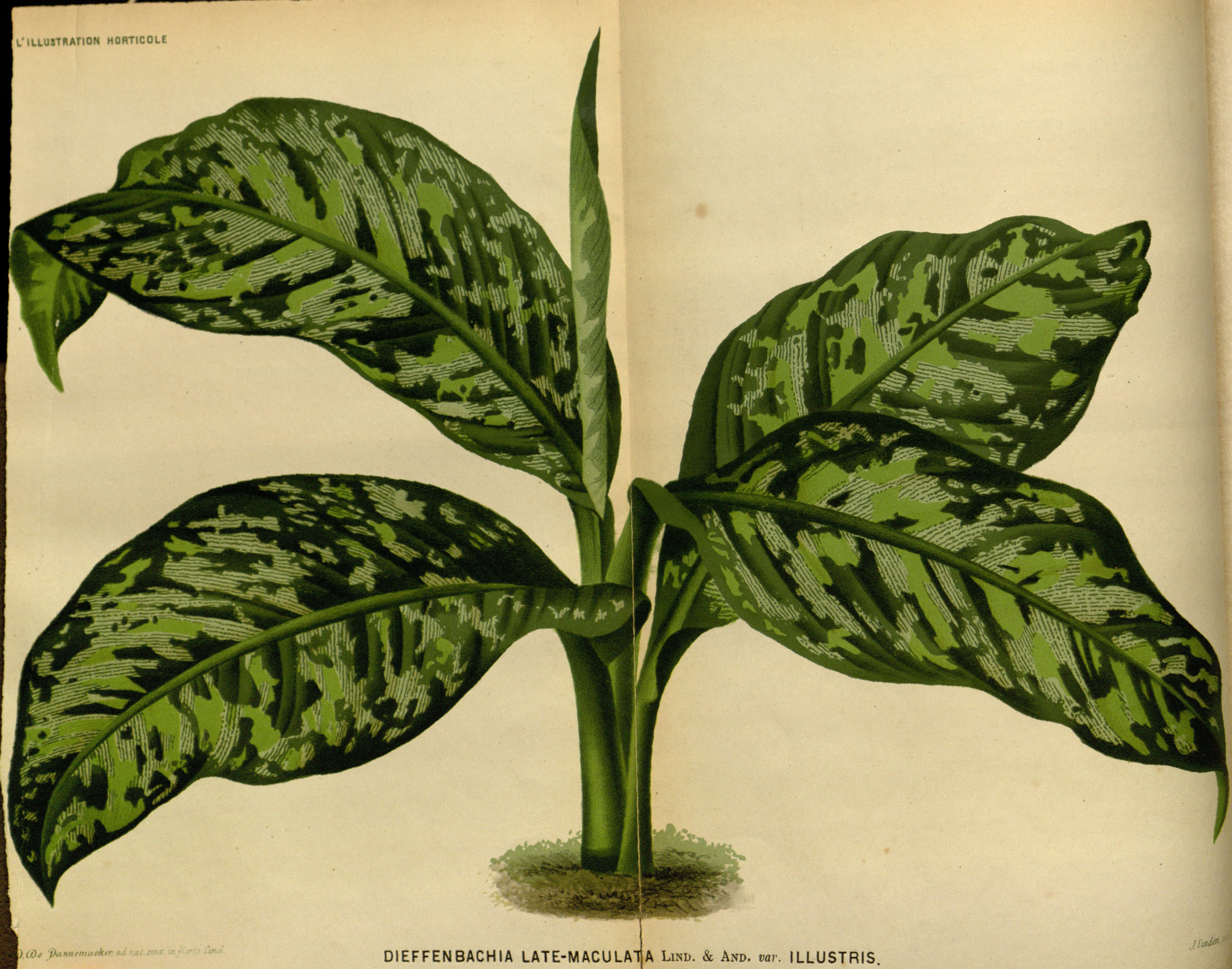 no full size  illustration available (3a)