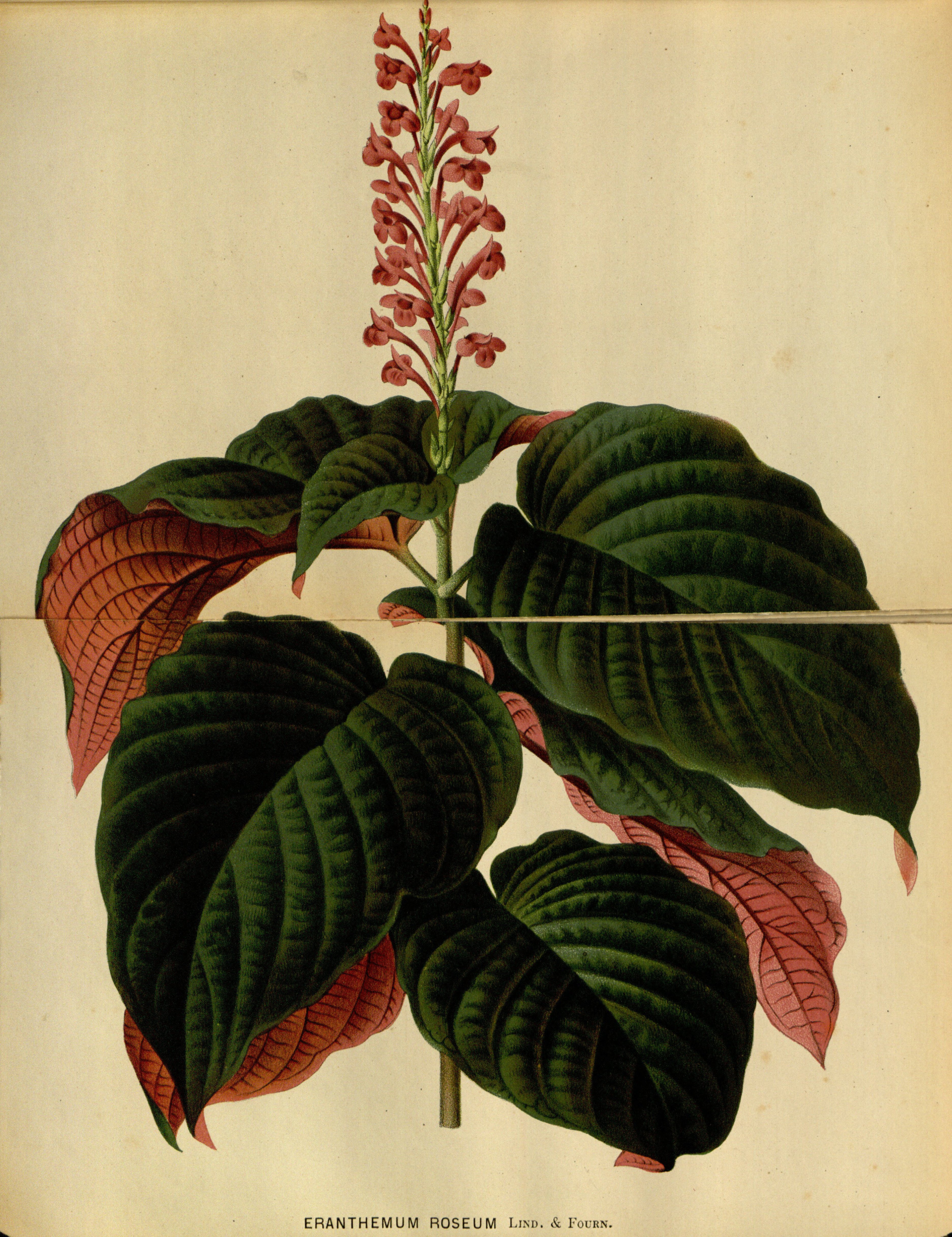 no full size  illustration available (3a)