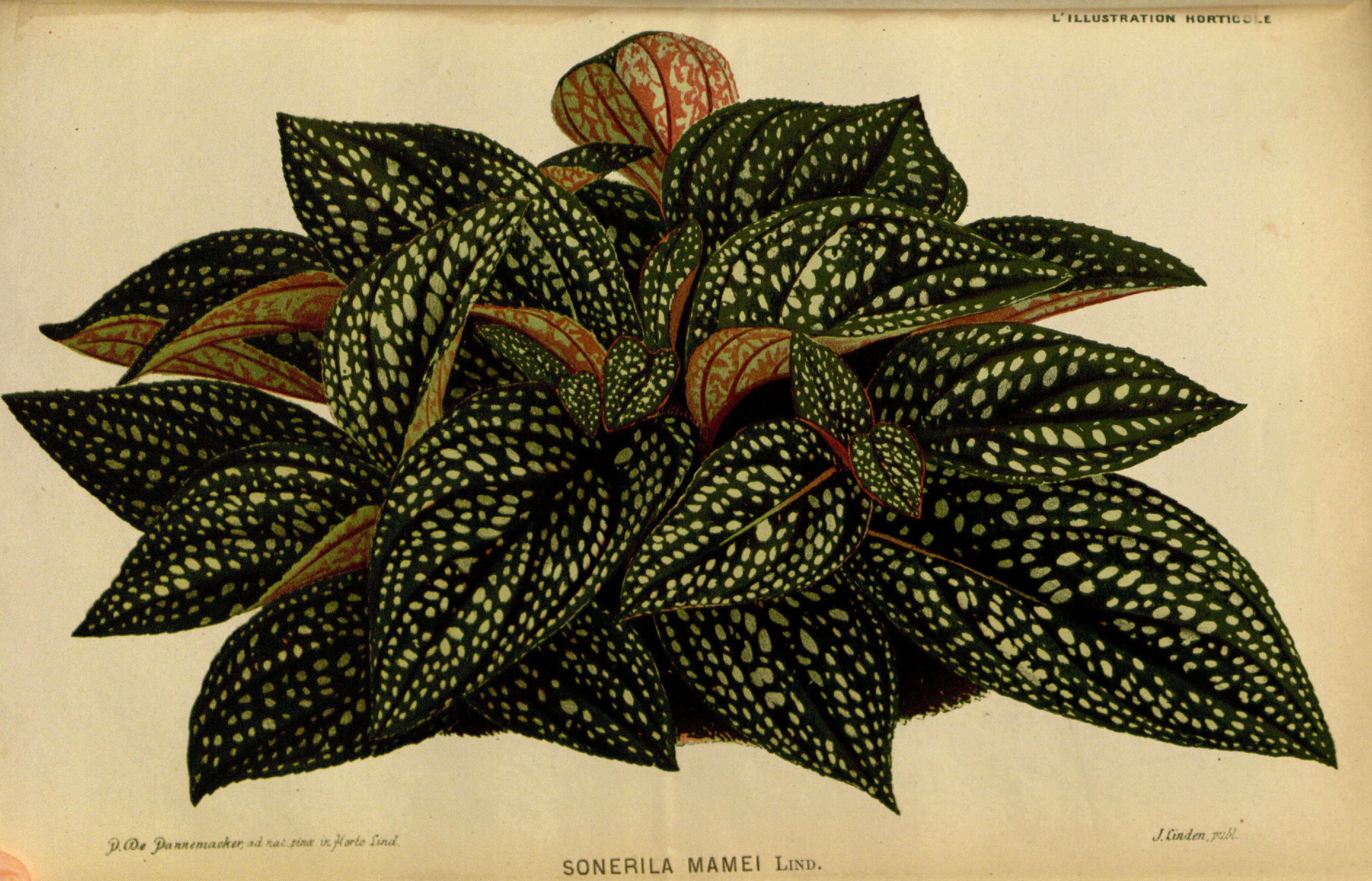 no full size  illustration available (3a)