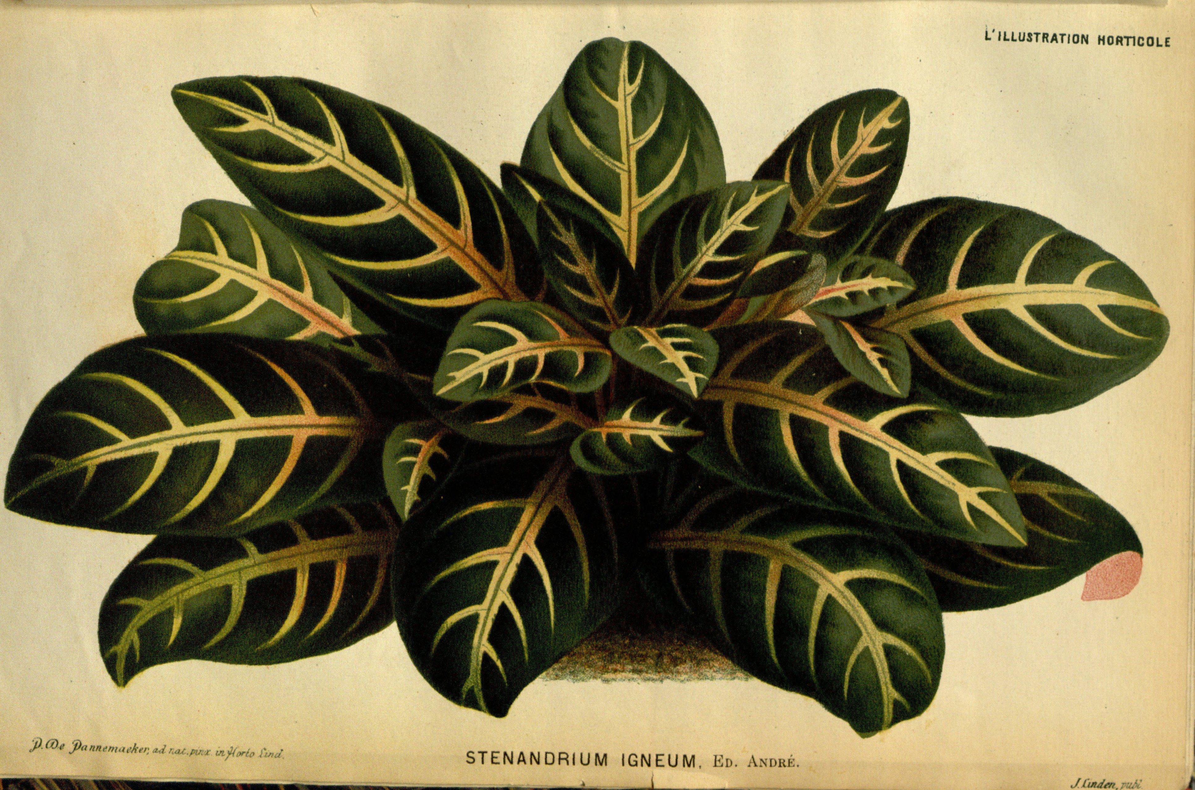 no full size  illustration available (3a)