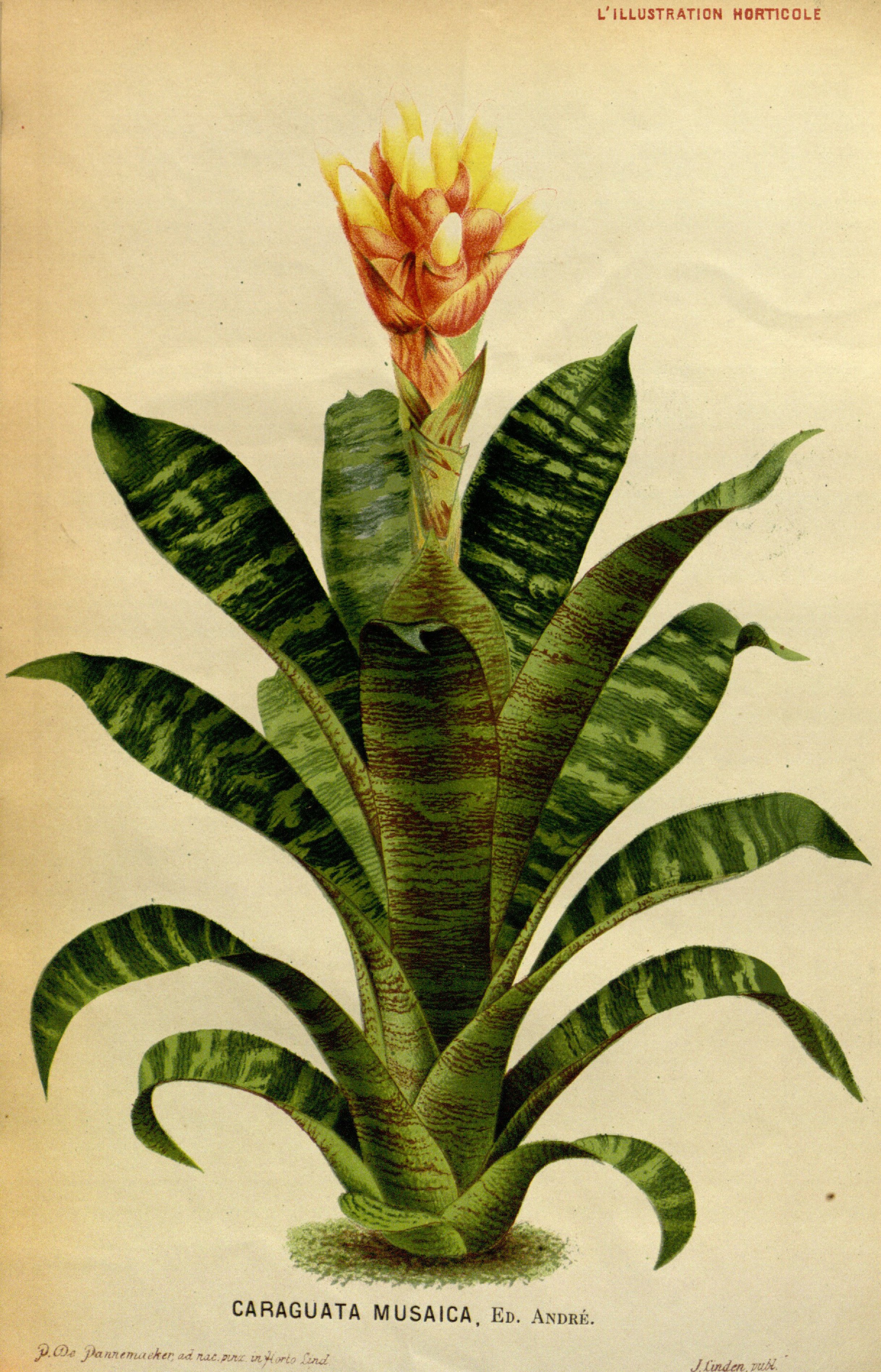 no full size  illustration available (3a)