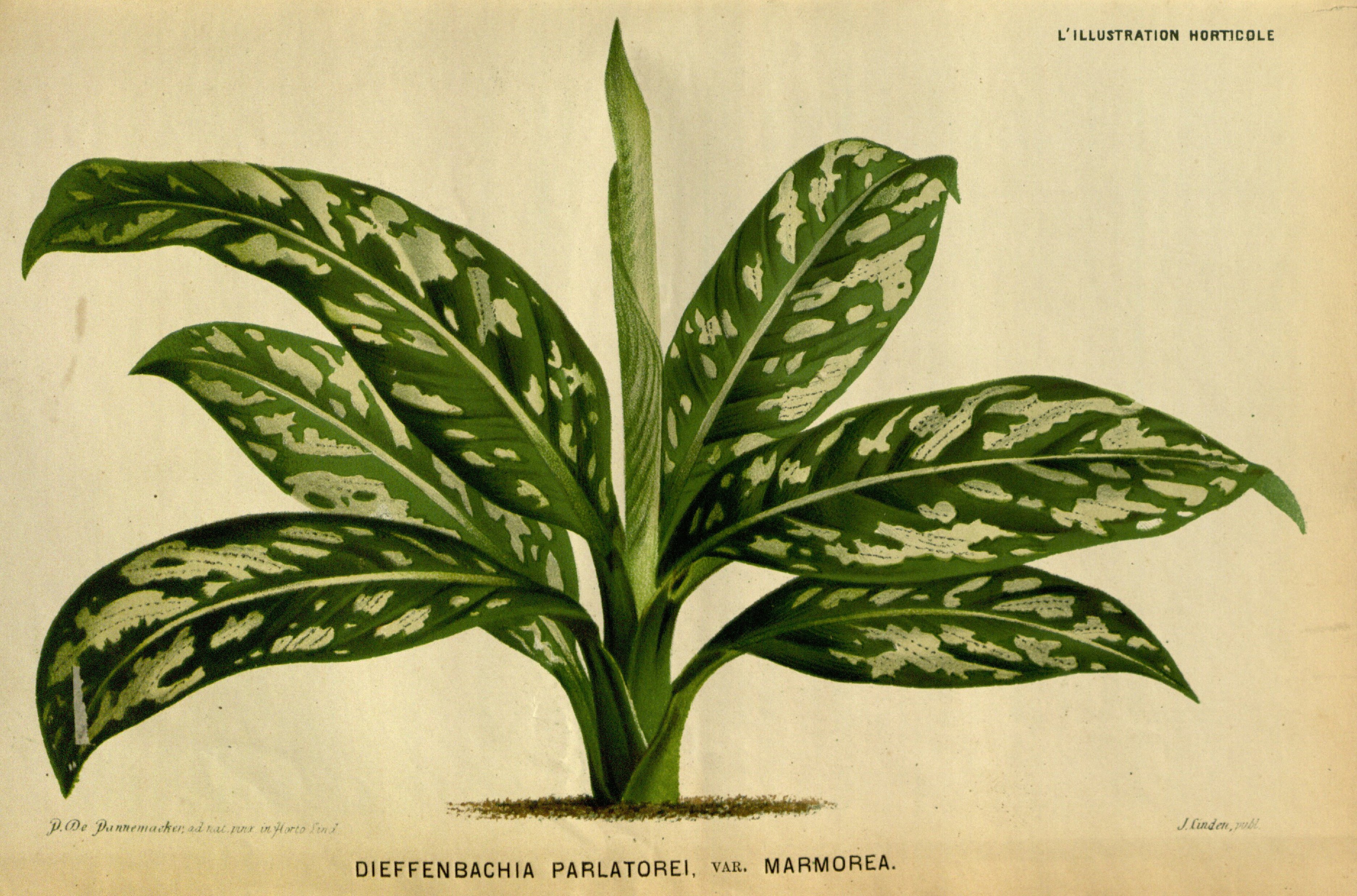 no full size  illustration available (3a)