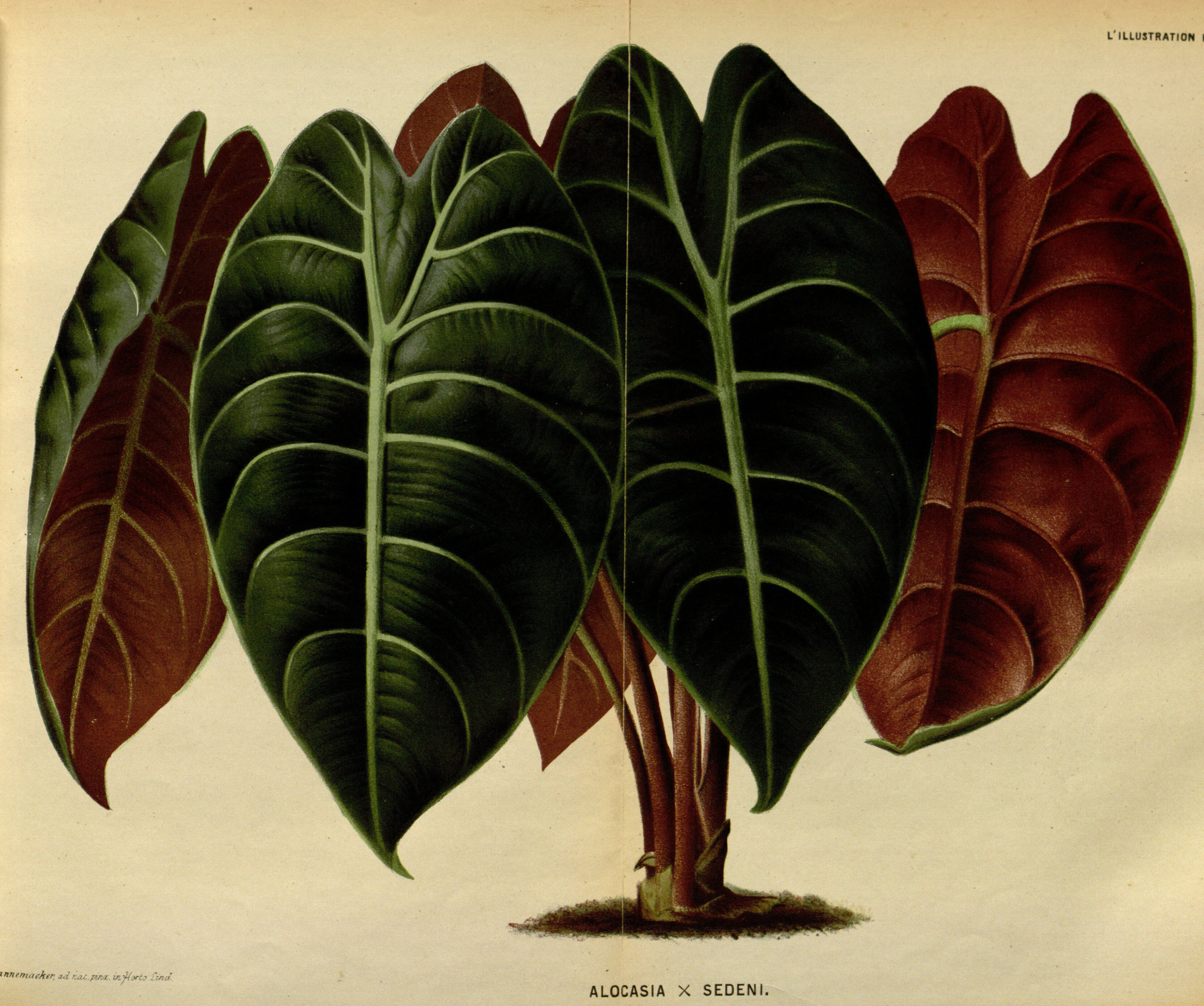 no full size  illustration available (3a)