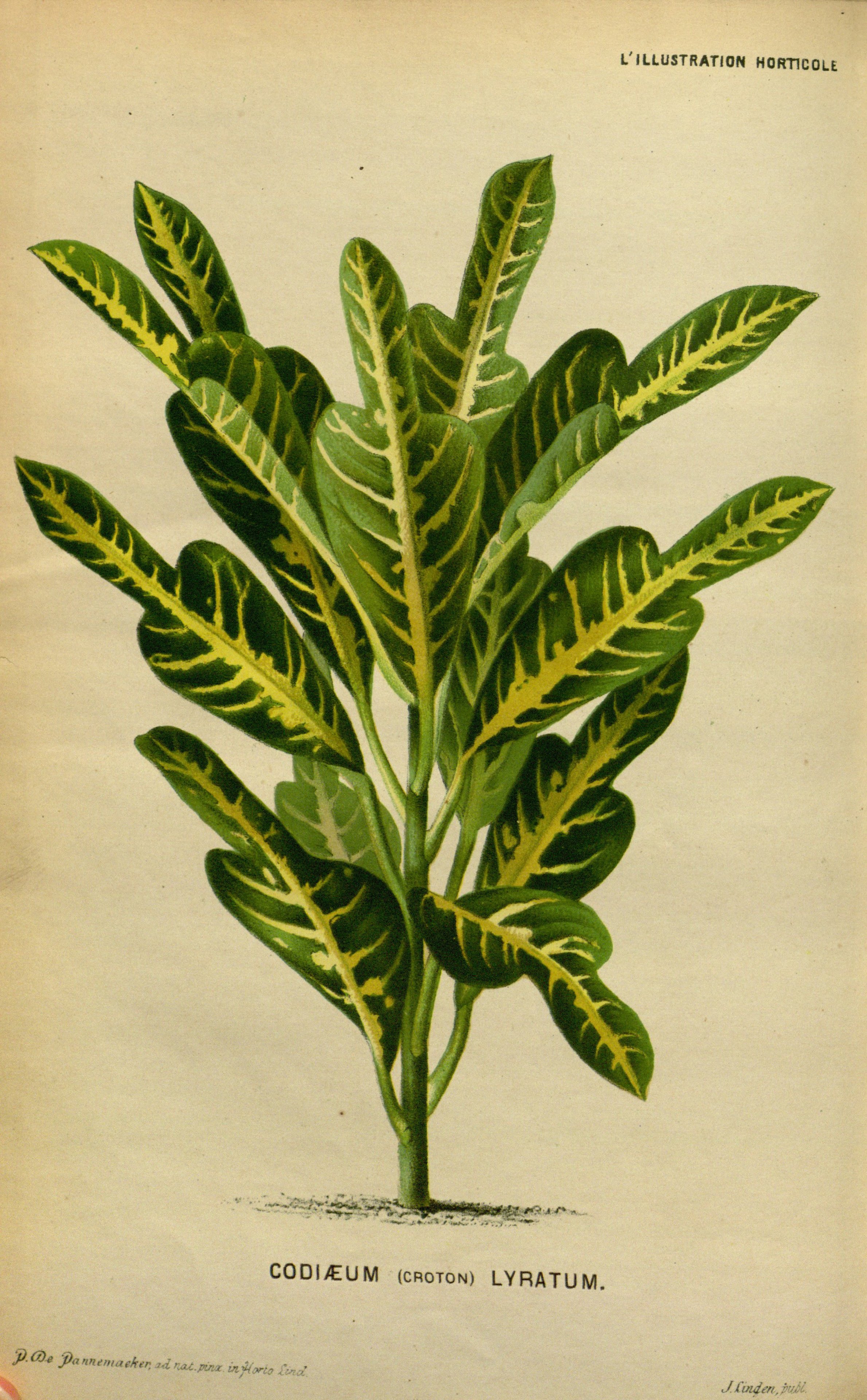 no full size  illustration available (3a)