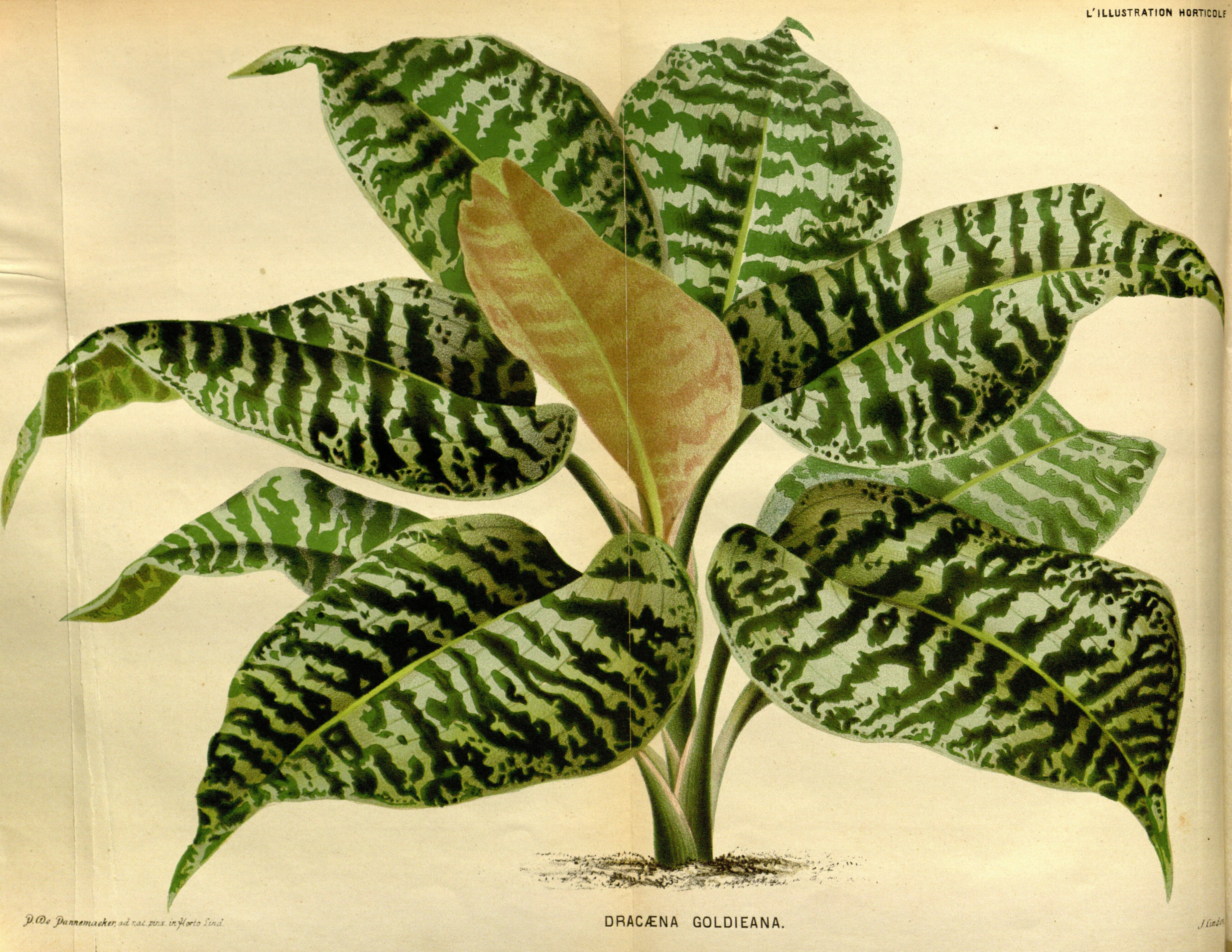 no full size  illustration available (3a)