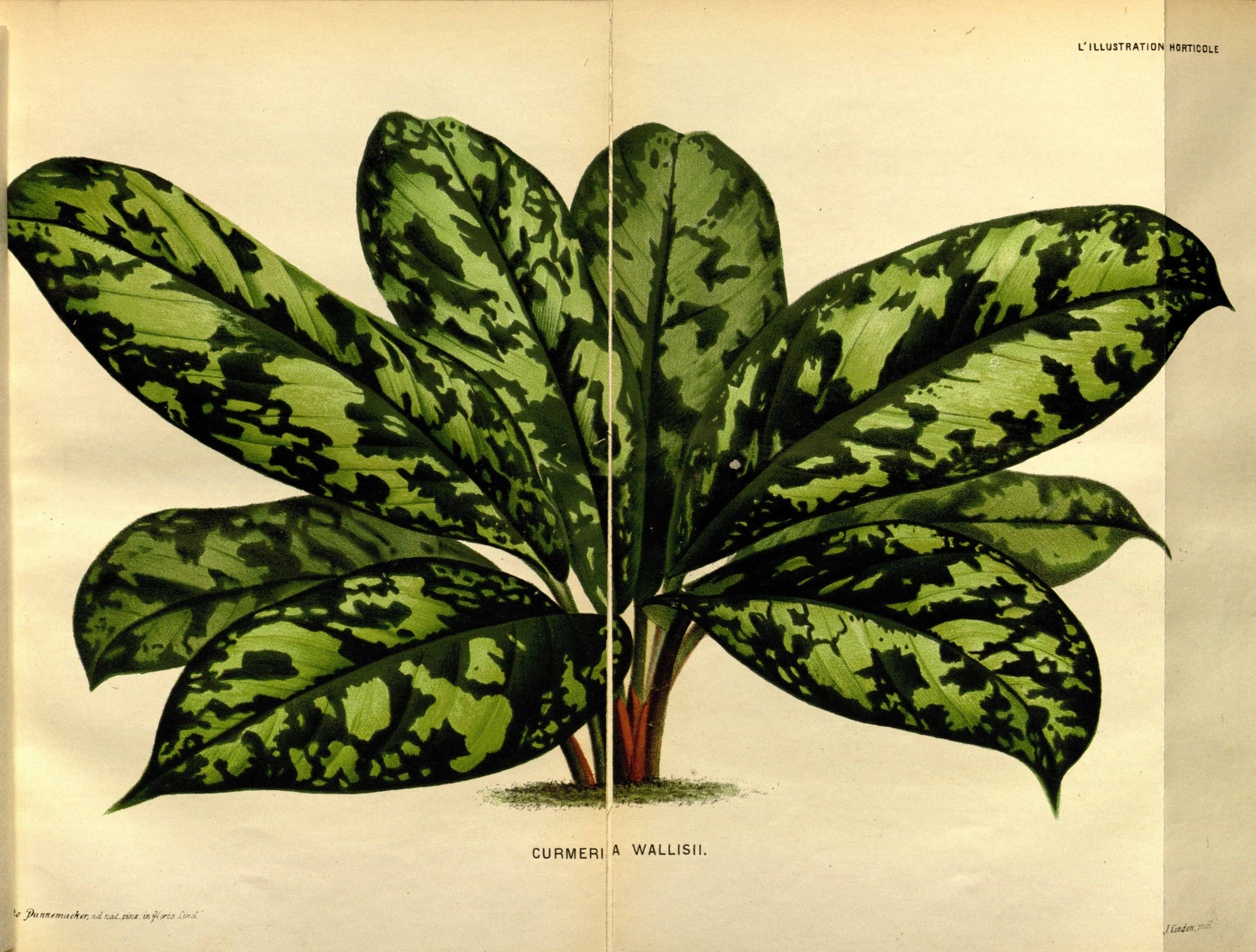 no full size  illustration available (3a)