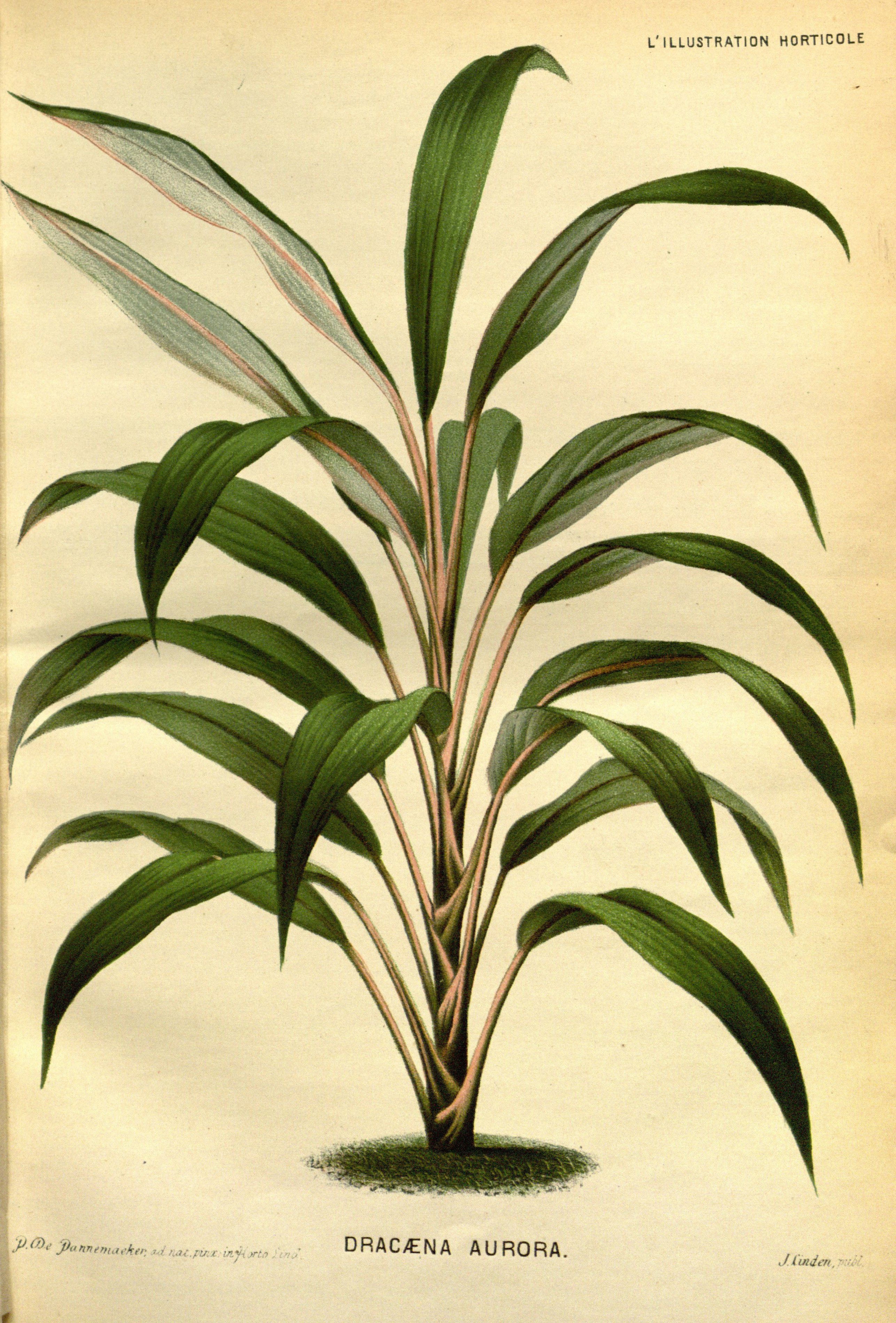 no full size  illustration available (3a)