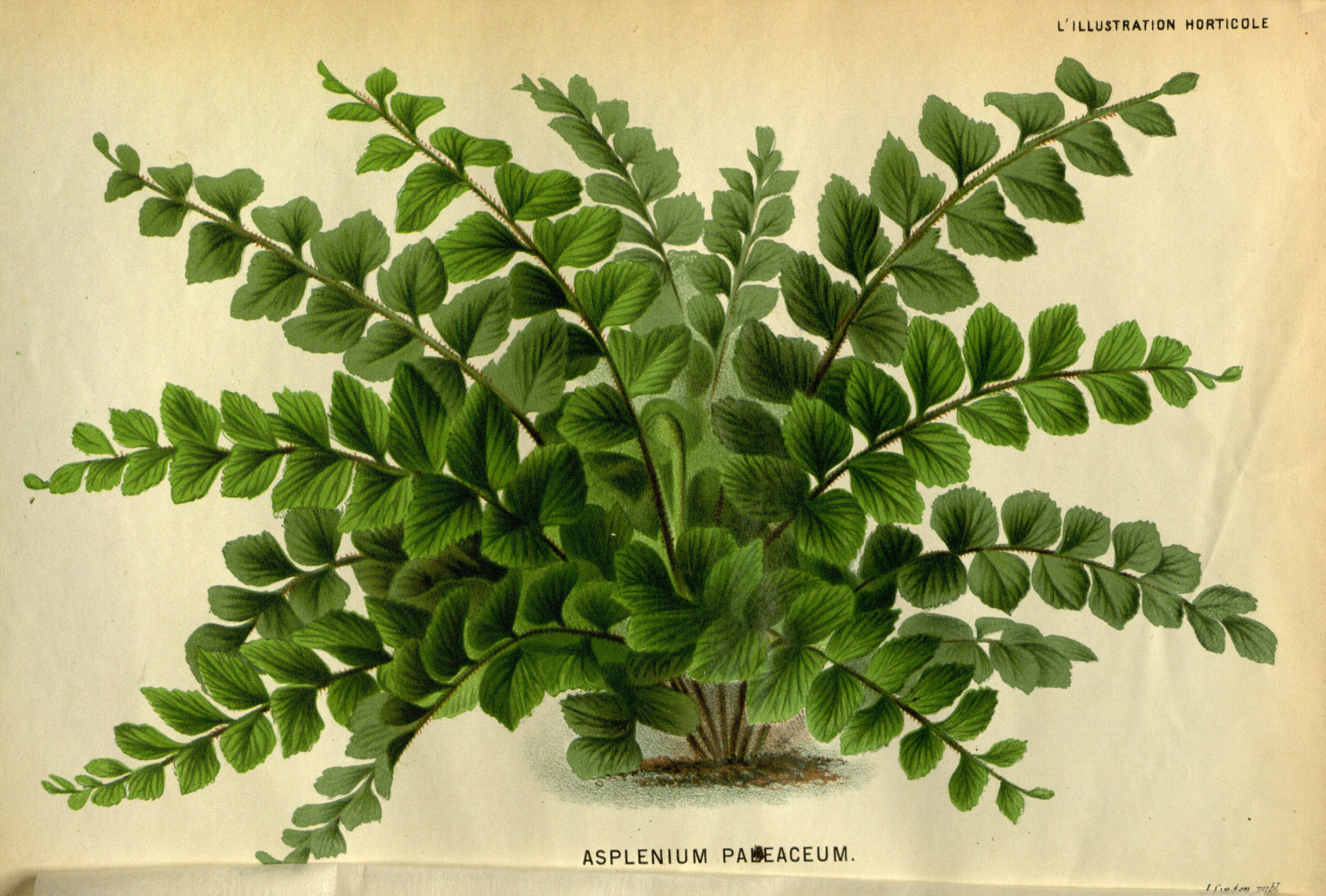 no full size  illustration available (3a)