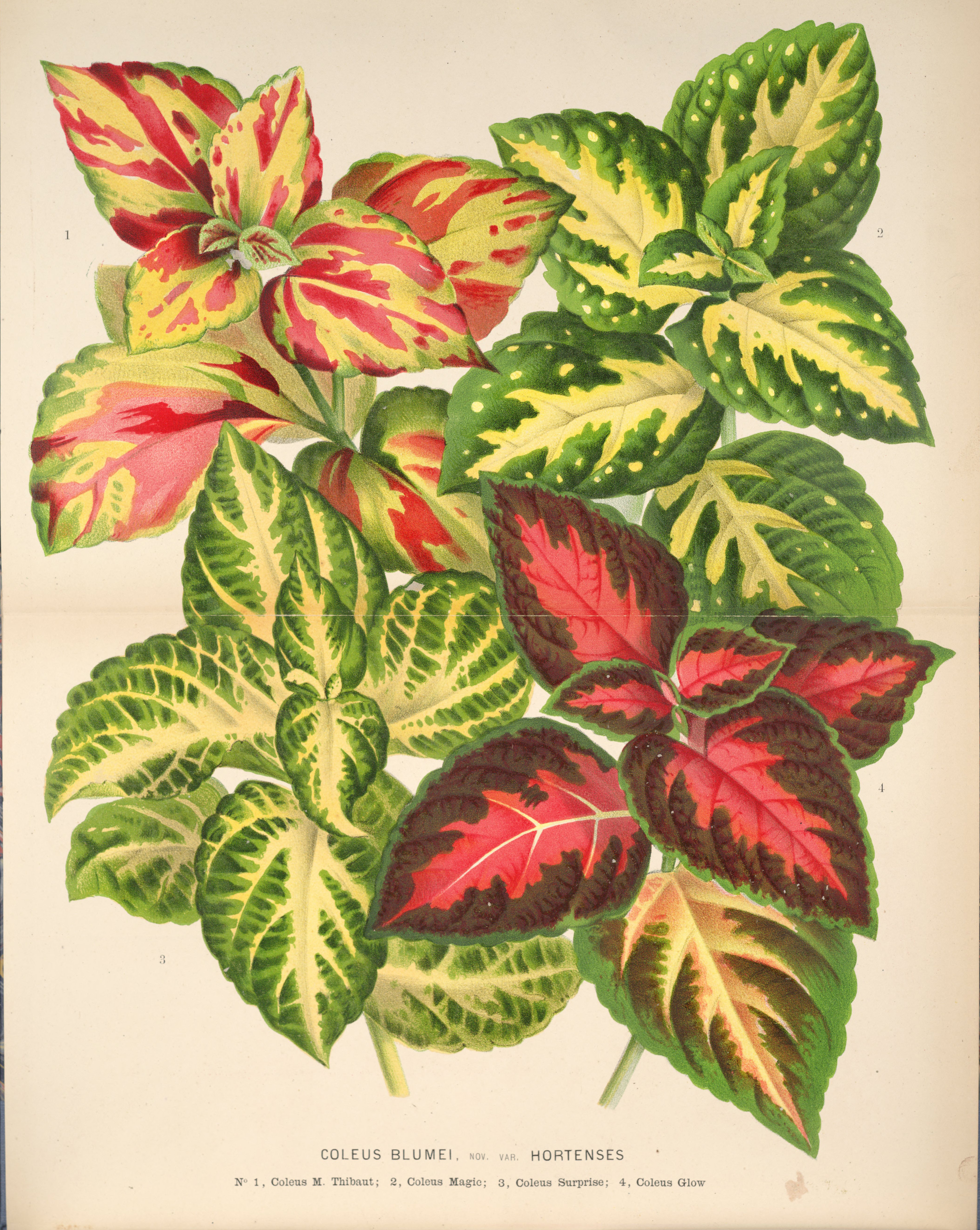 no full size  illustration available (3a)