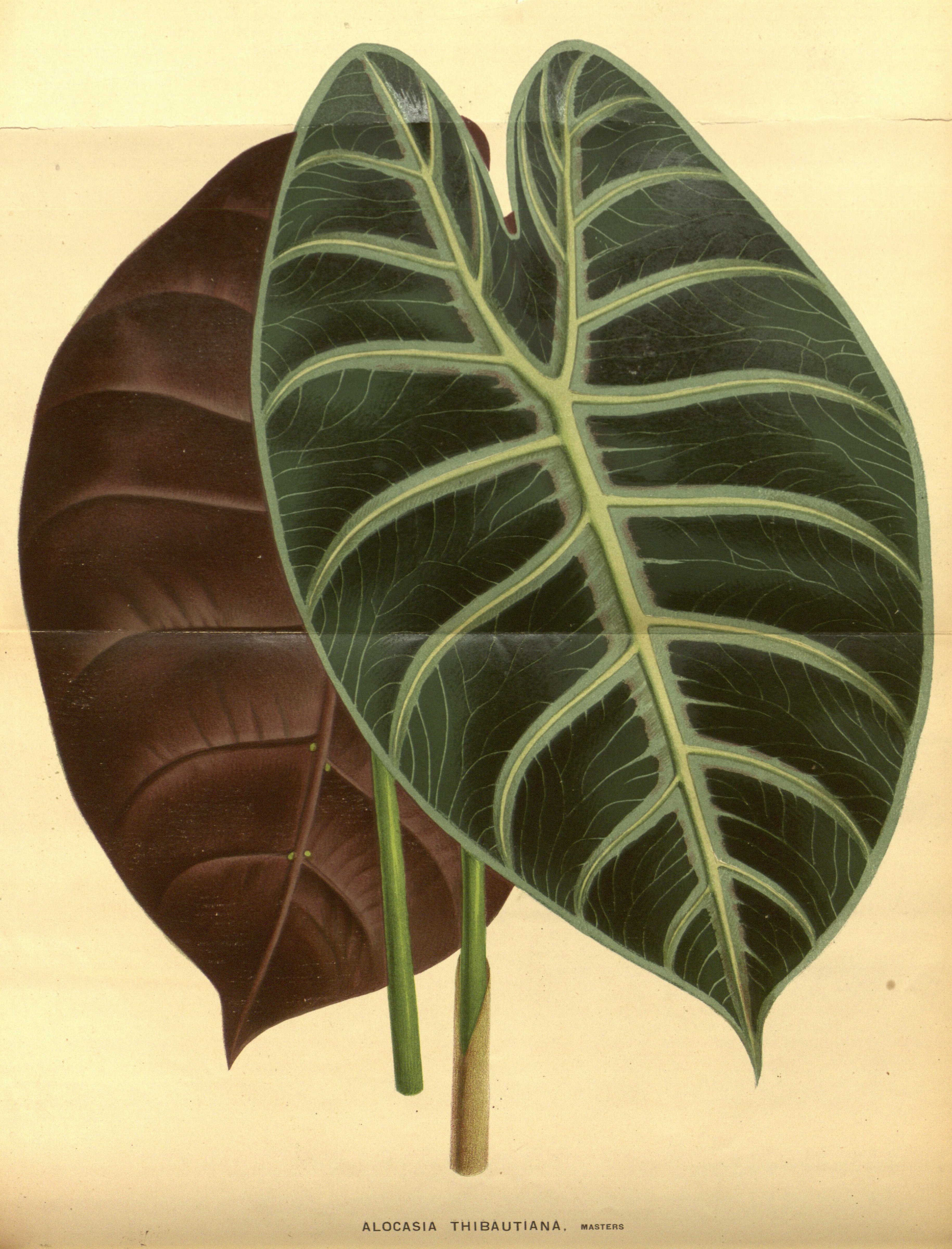 no full size  illustration available (3a)