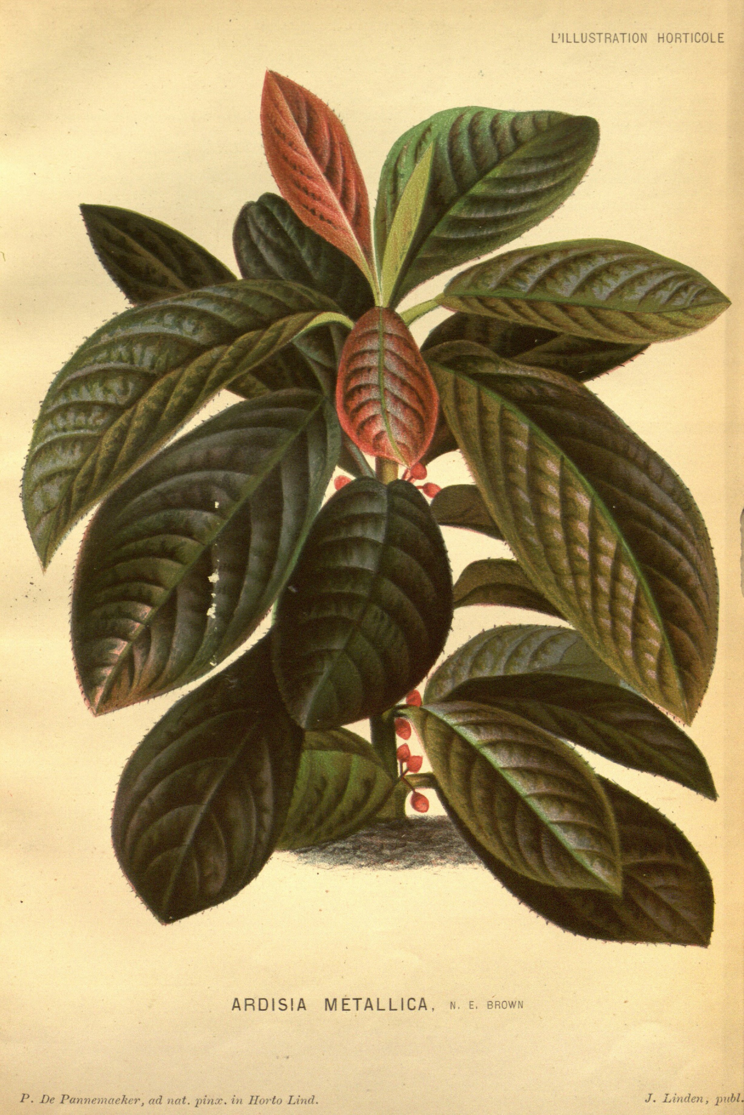 no full size  illustration available (3a)