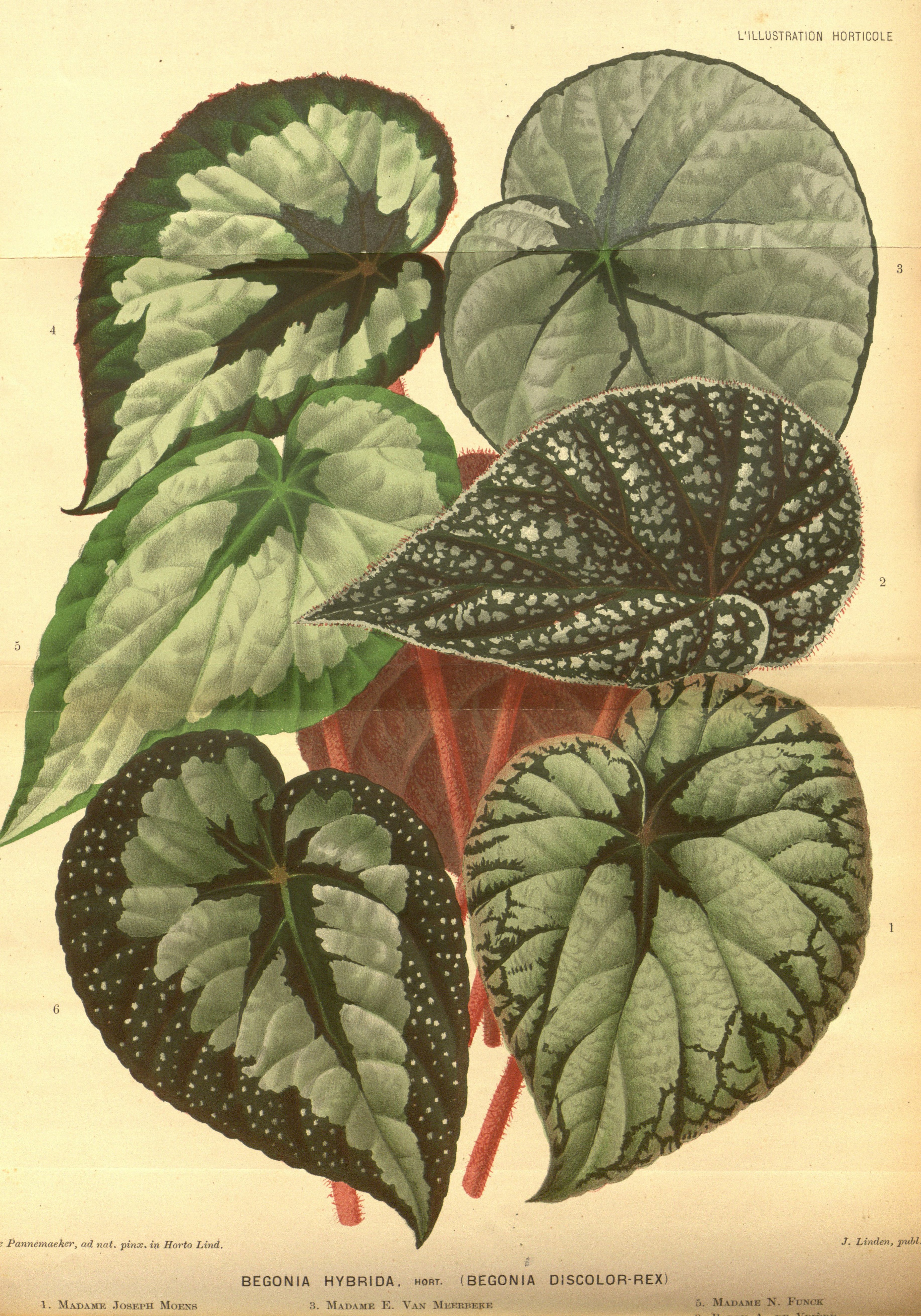 no full size  illustration available (3a)