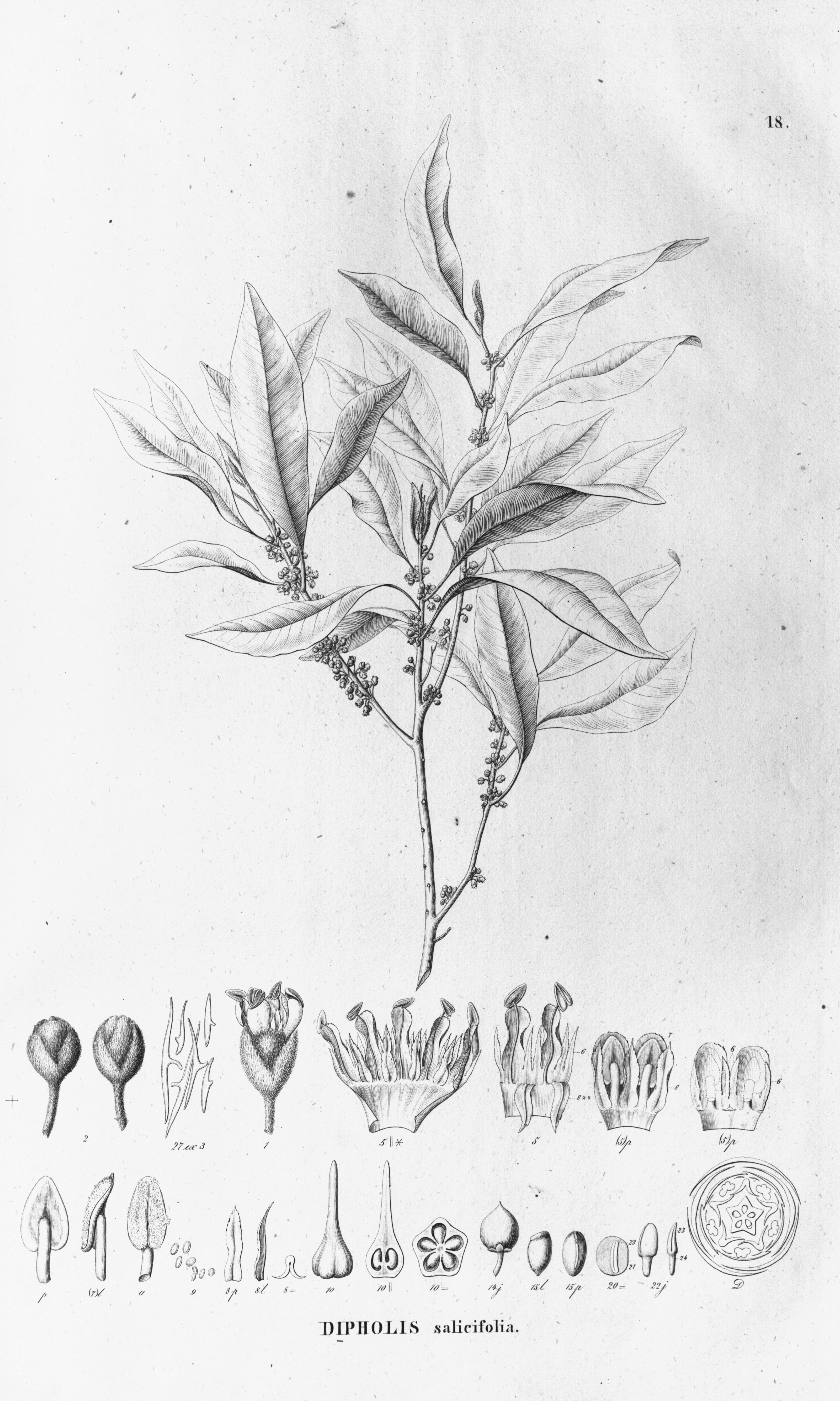 no full size  illustration available (3a)