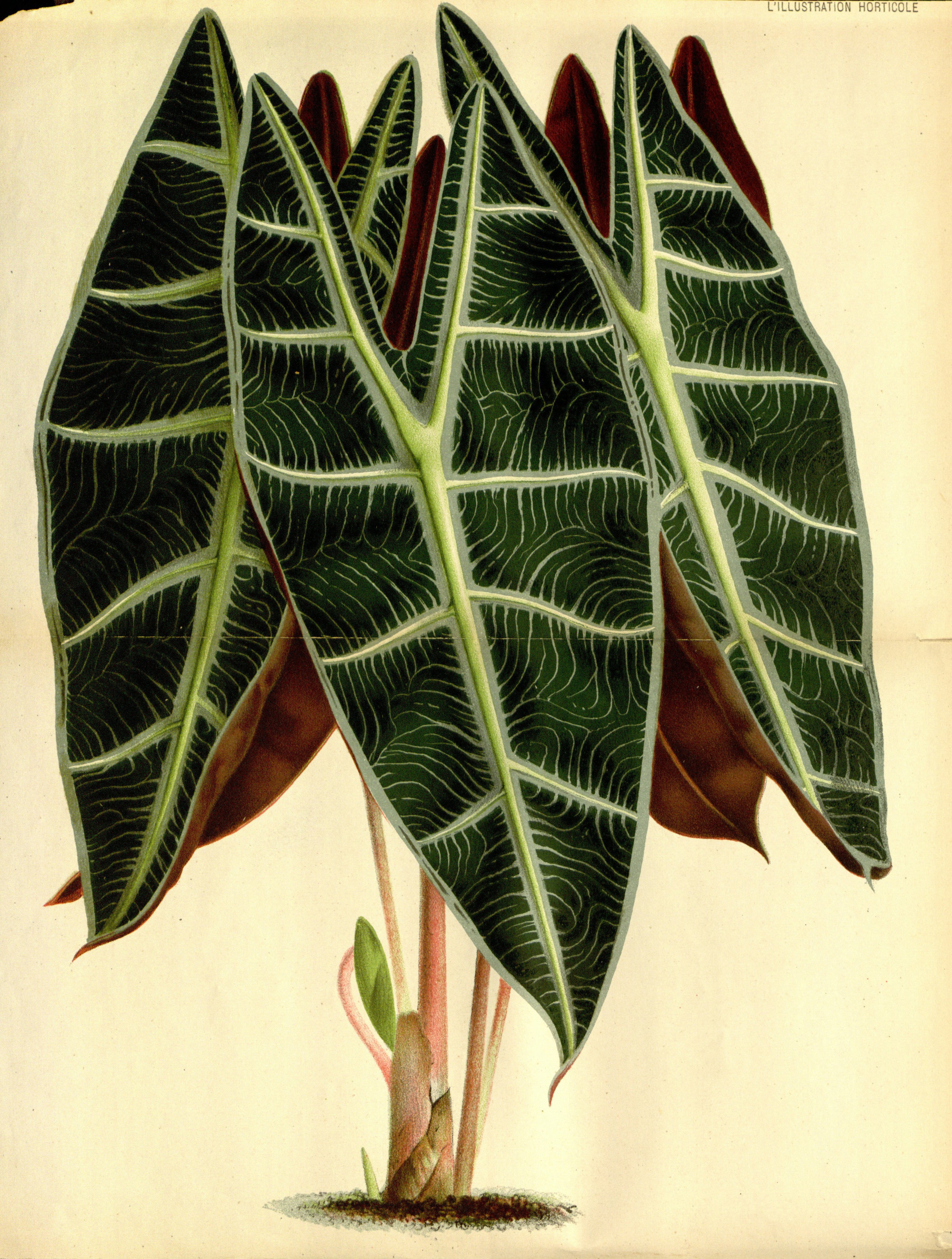 no full size  illustration available (3a)