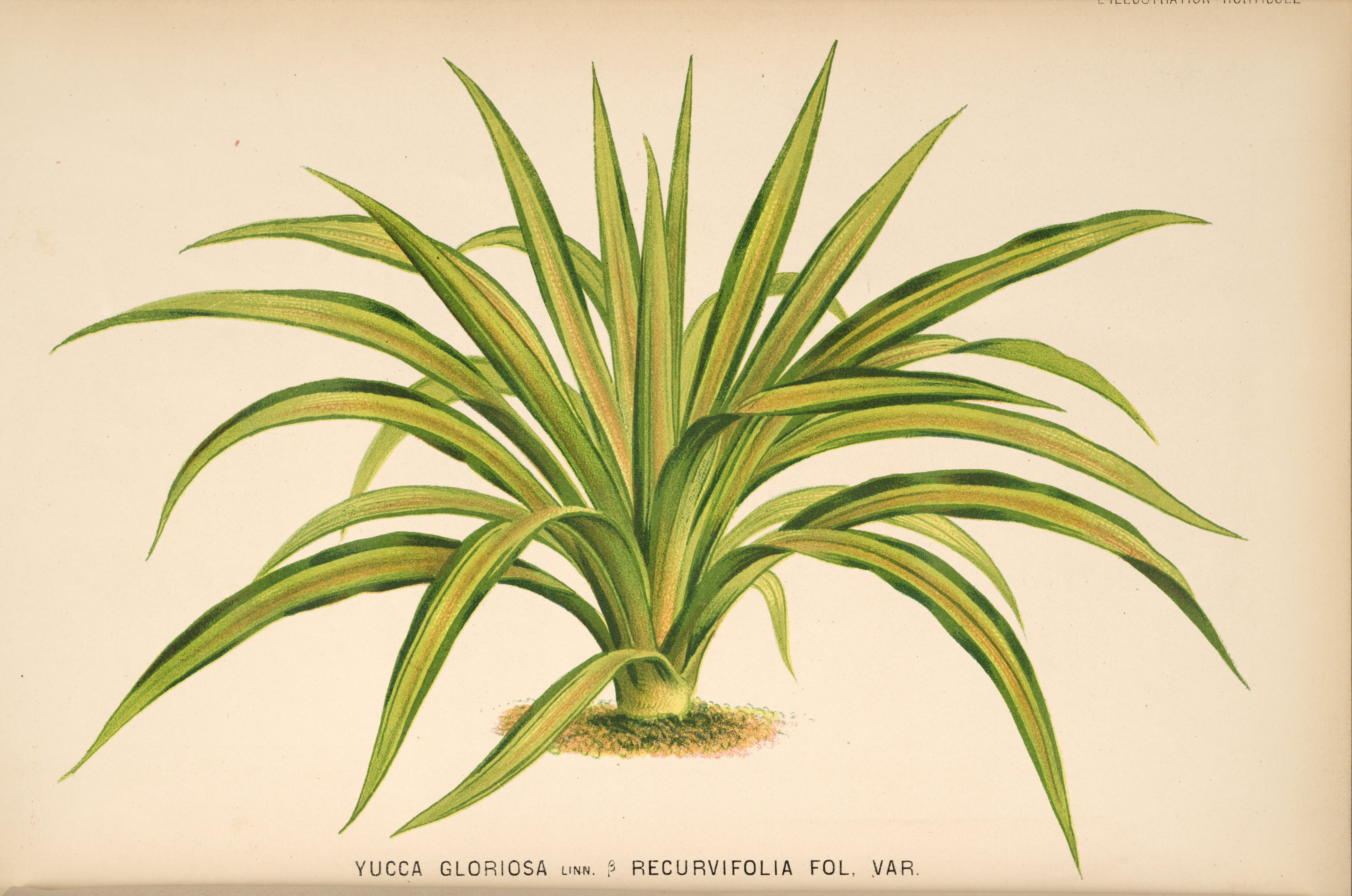 no full size  illustration available (3a)