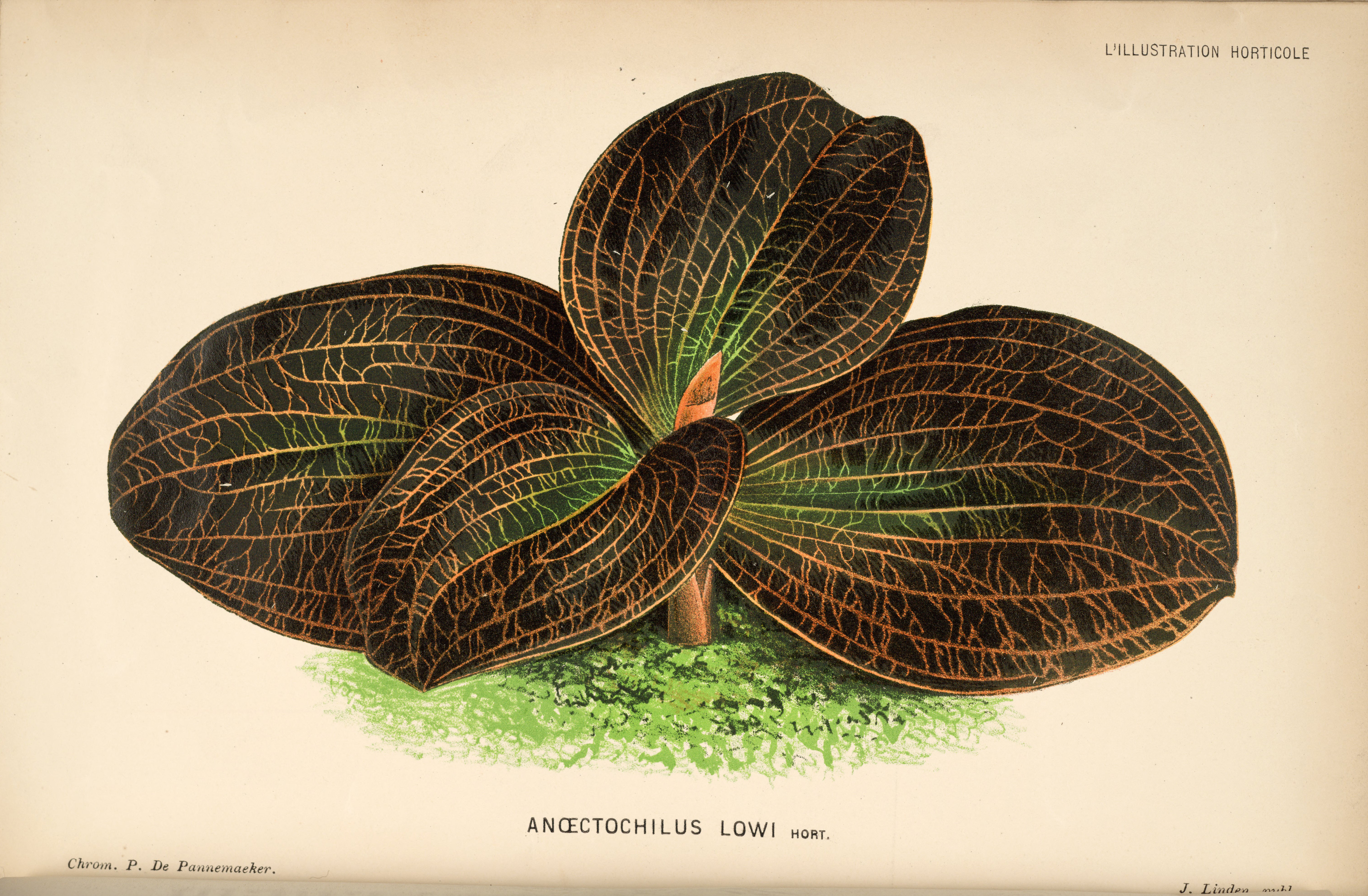 no full size  illustration available (3a)