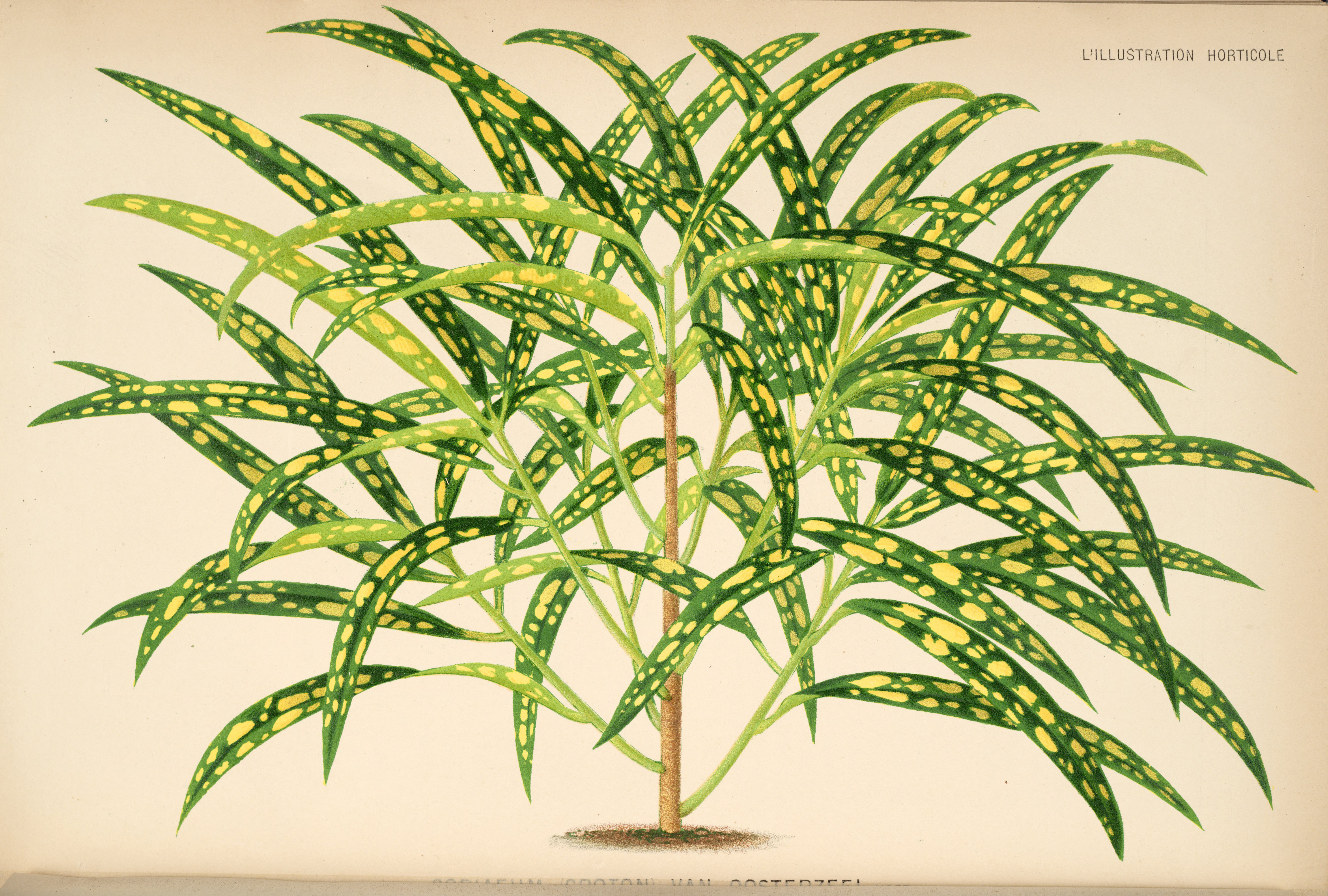 no full size  illustration available (3a)