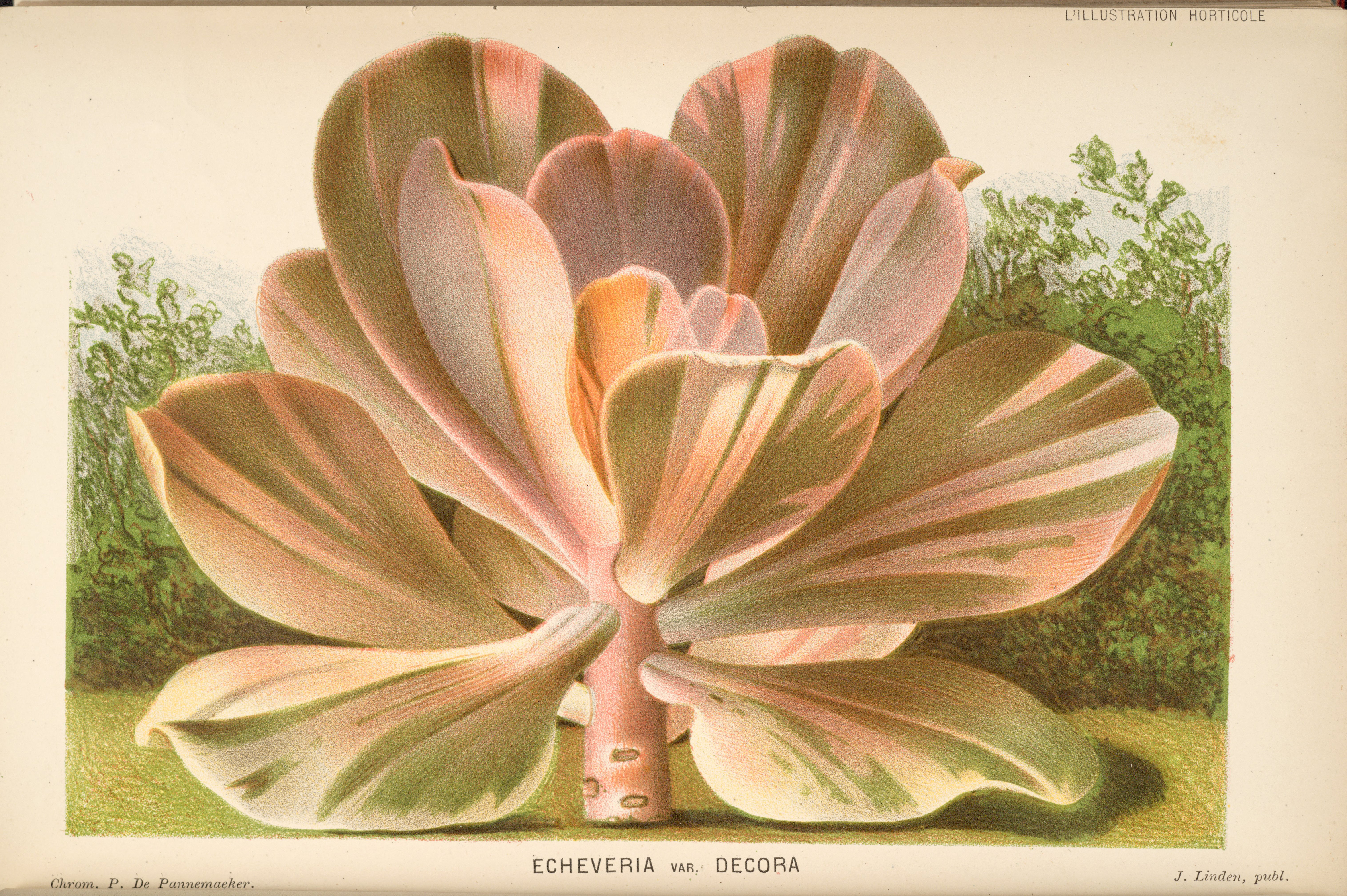 no full size  illustration available (3a)