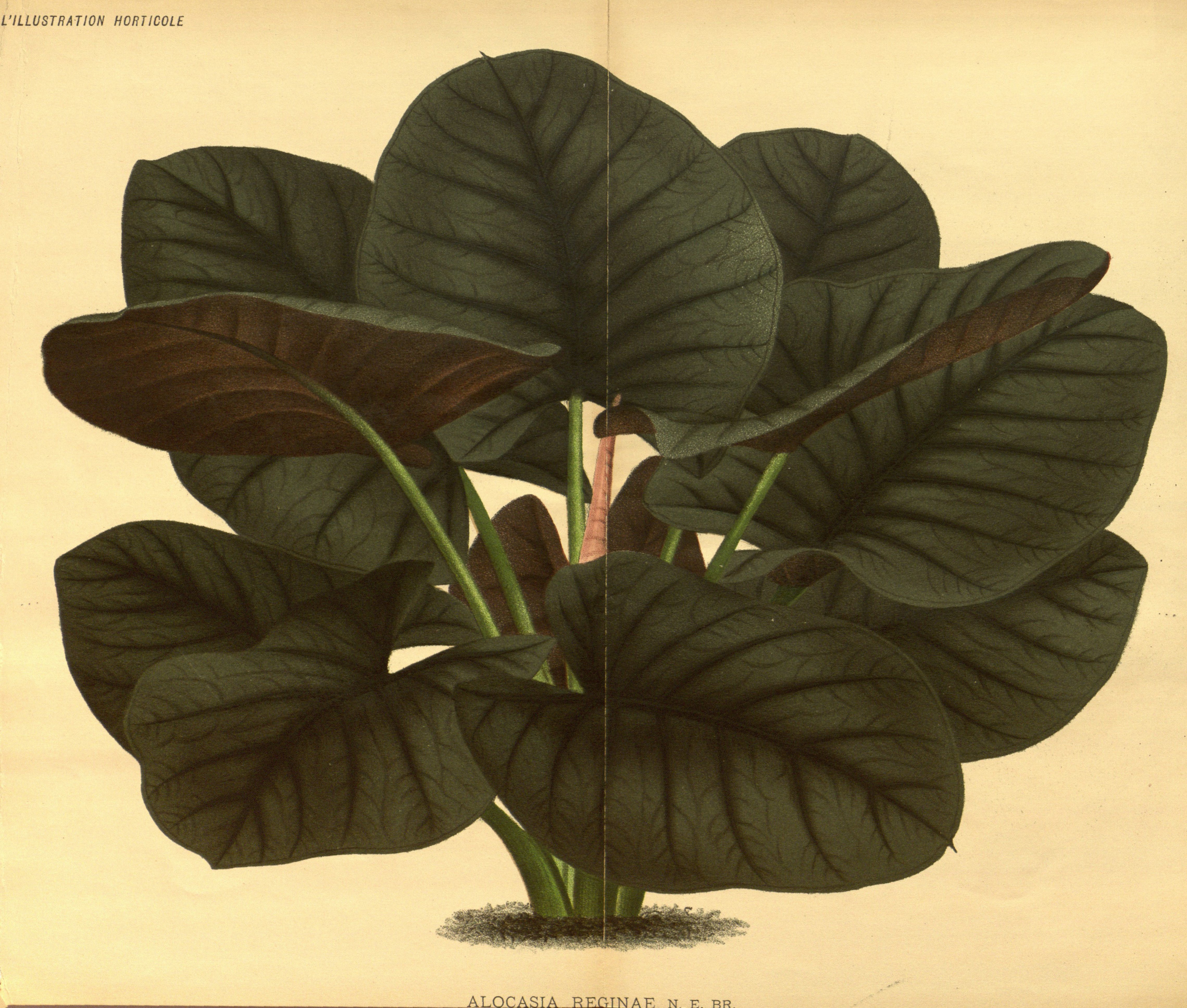 no full size  illustration available (3a)