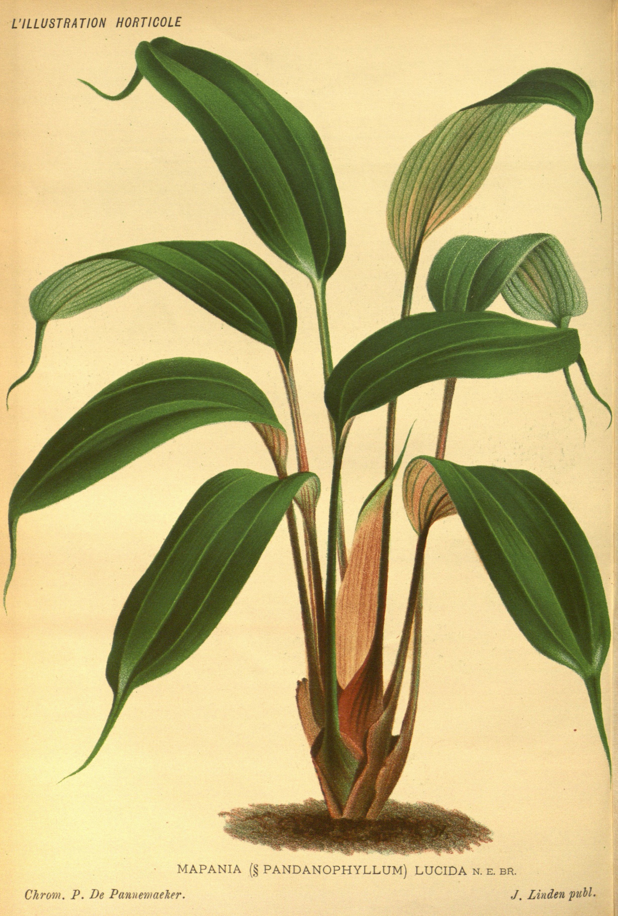 no full size  illustration available (3a)