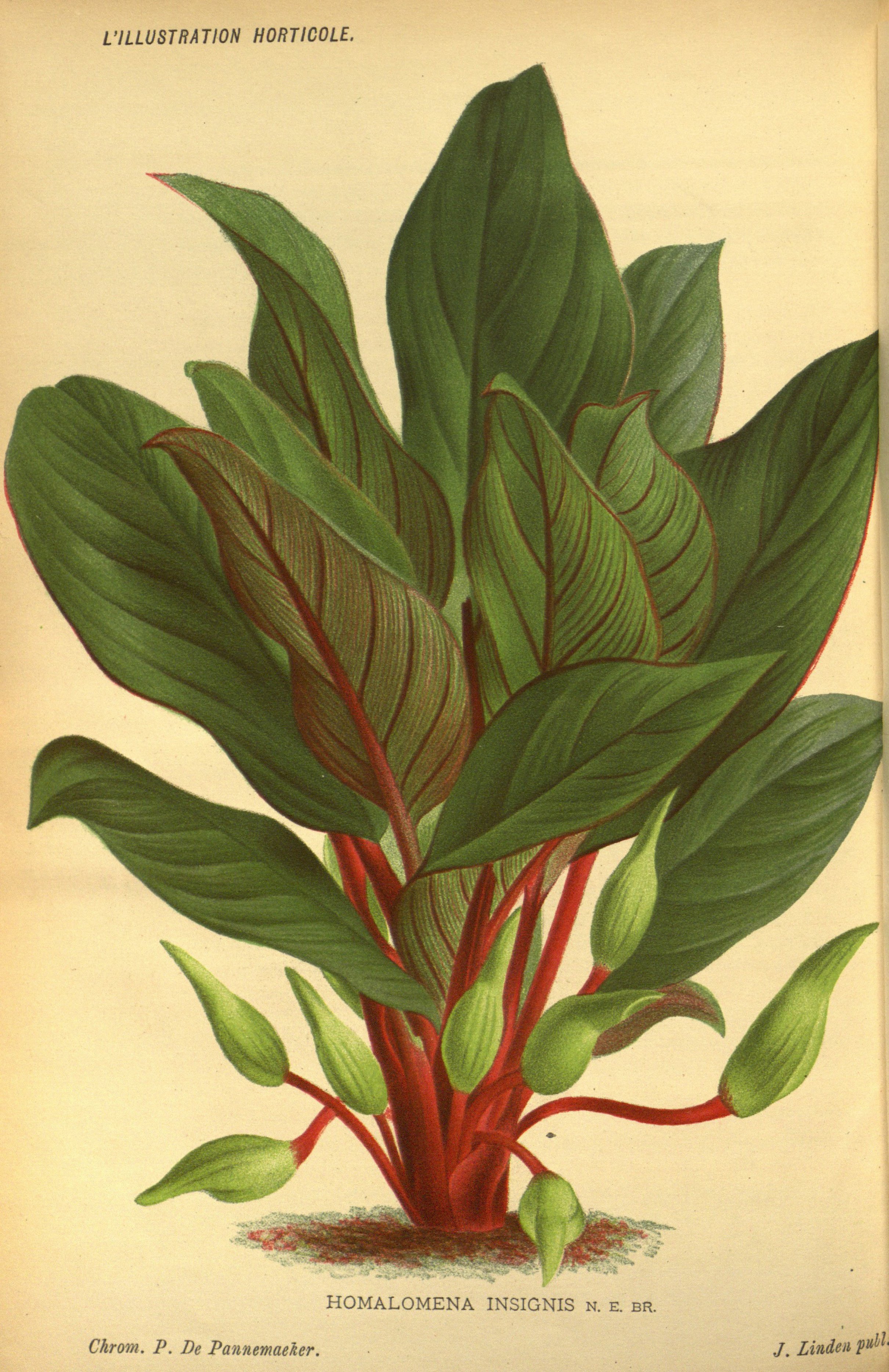 no full size  illustration available (3a)