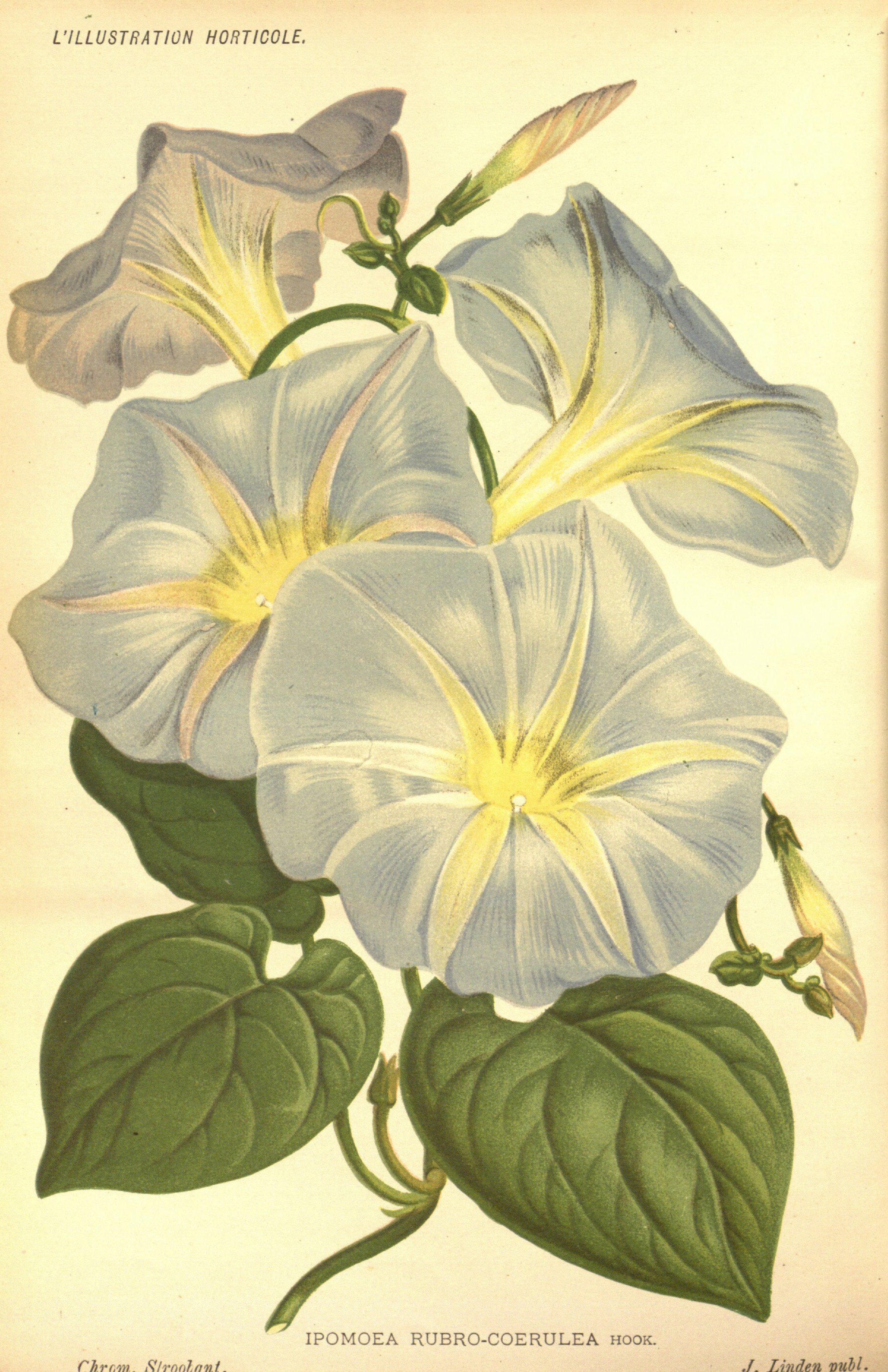 no full size  illustration available (3a)